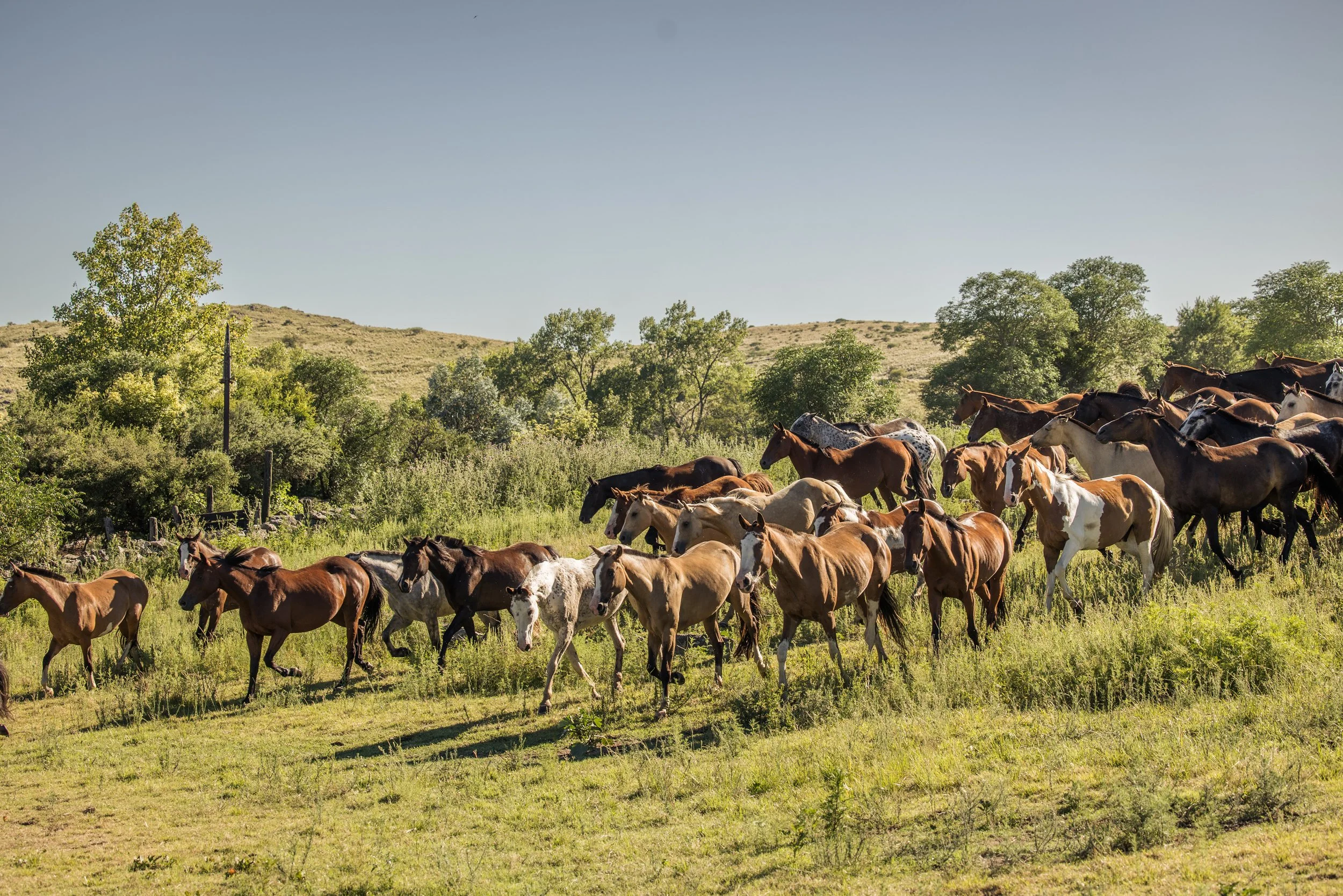 A herd of horses from Estancia Los Potreros running in across the field.