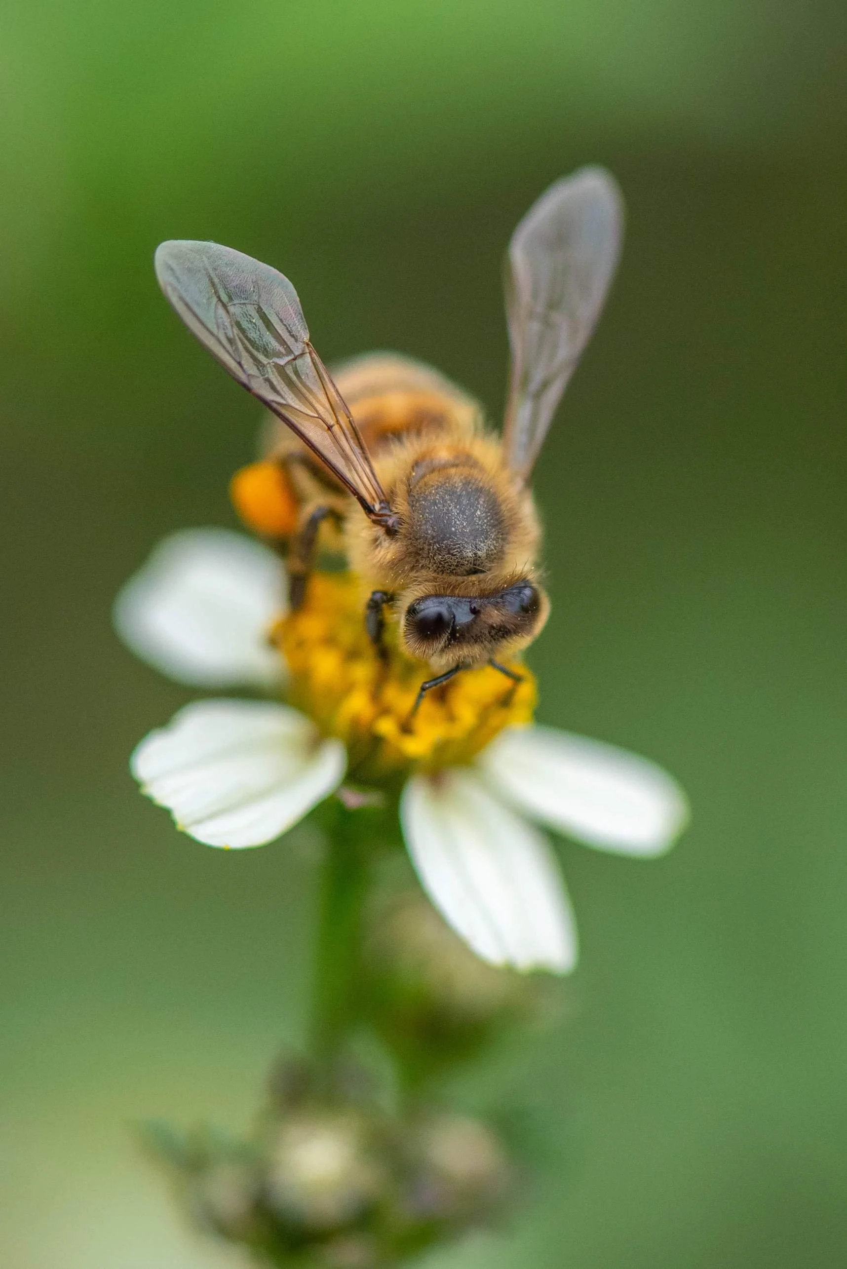 A bee sitting on a flower, in sierras cordoba