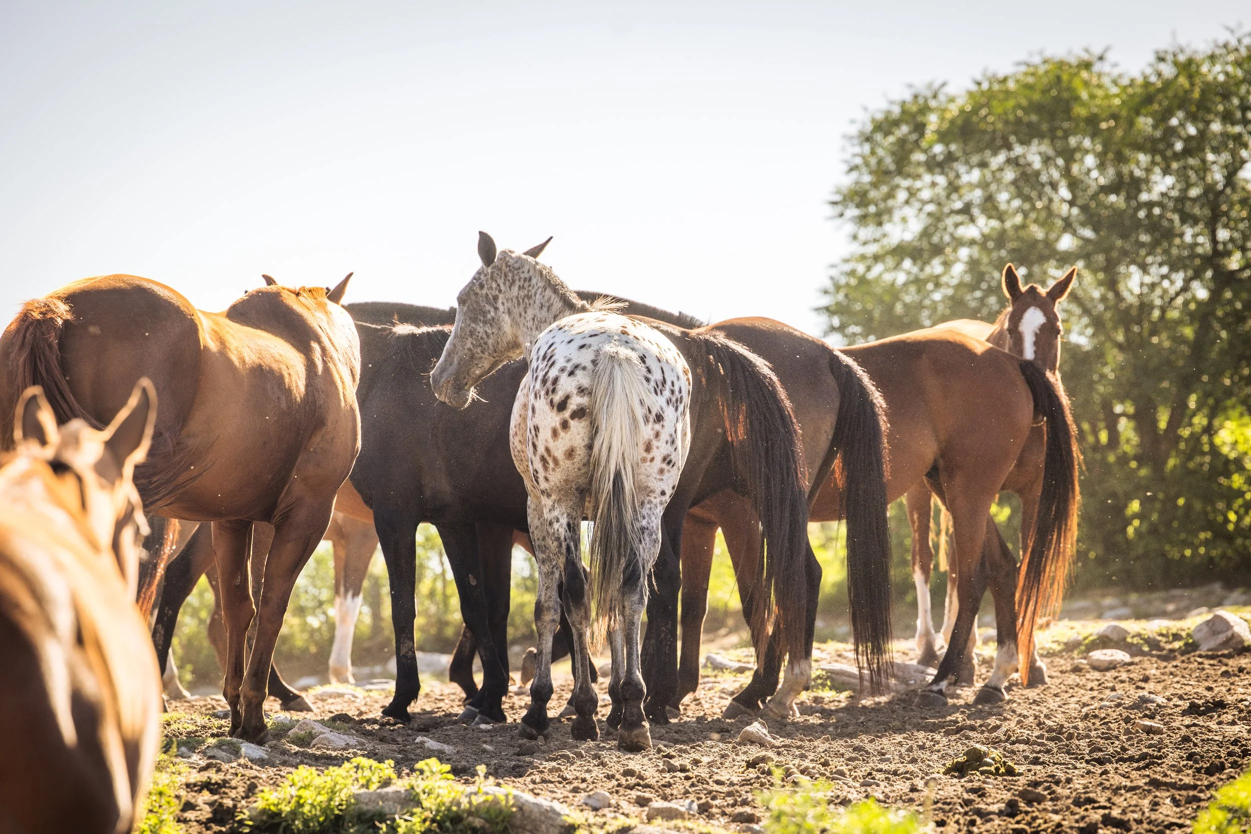 Horses standing in the corral in the morning sun