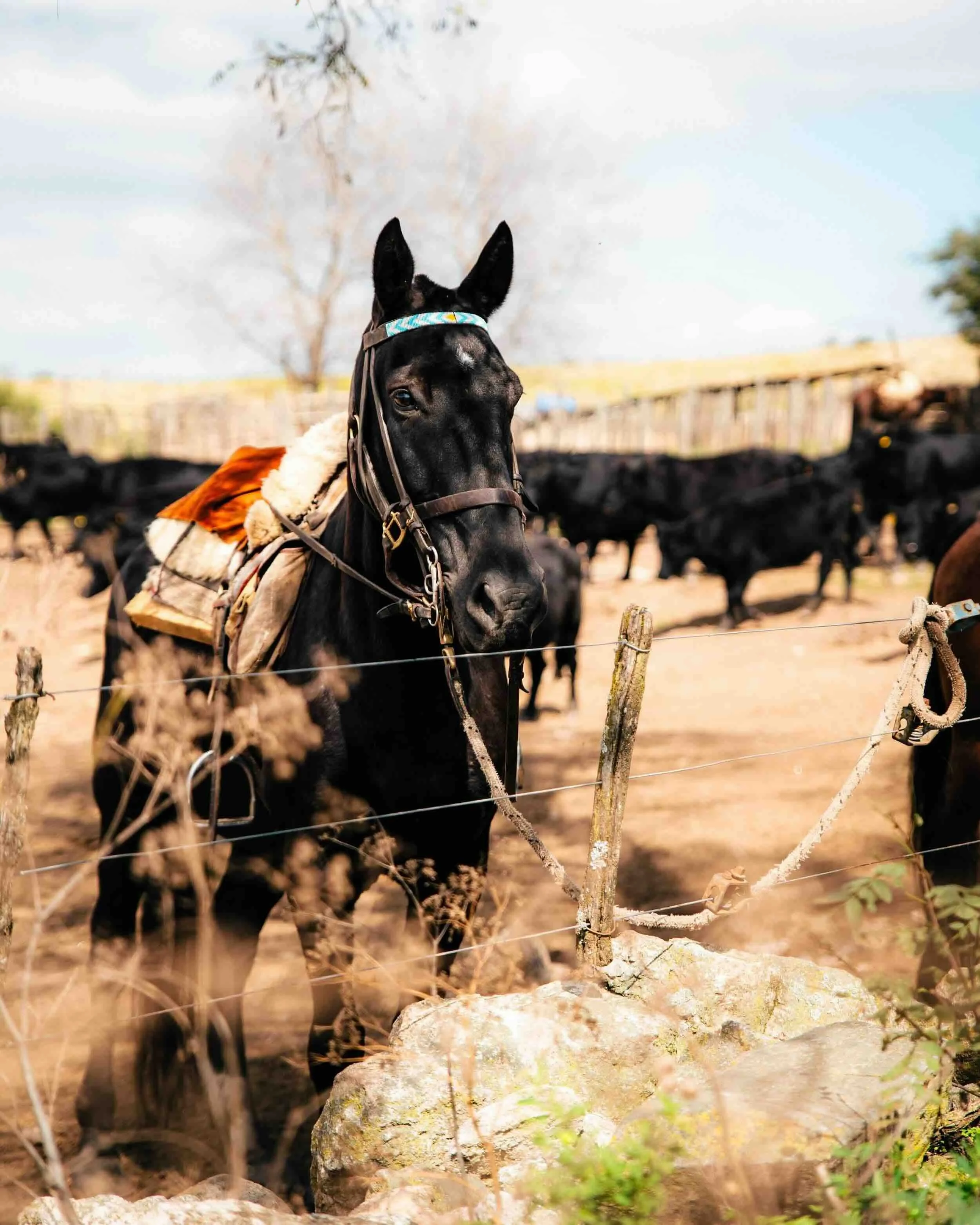 A black horse, standing in the corral, with a blue argentine flag browband