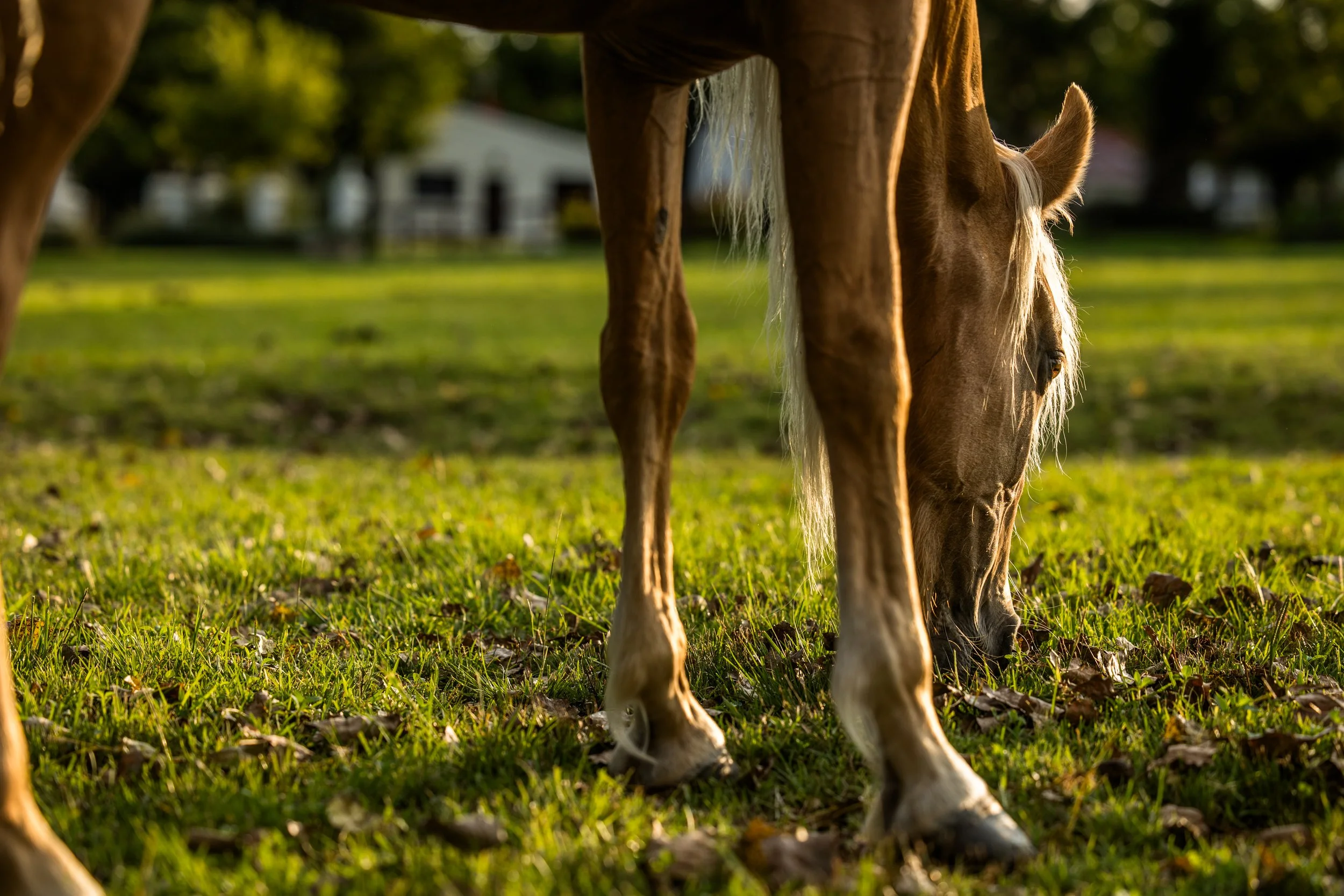 A stunning peruvian paso mare, grazing in the gardens of Estancia Los Potreros - Cordoba, Argentina