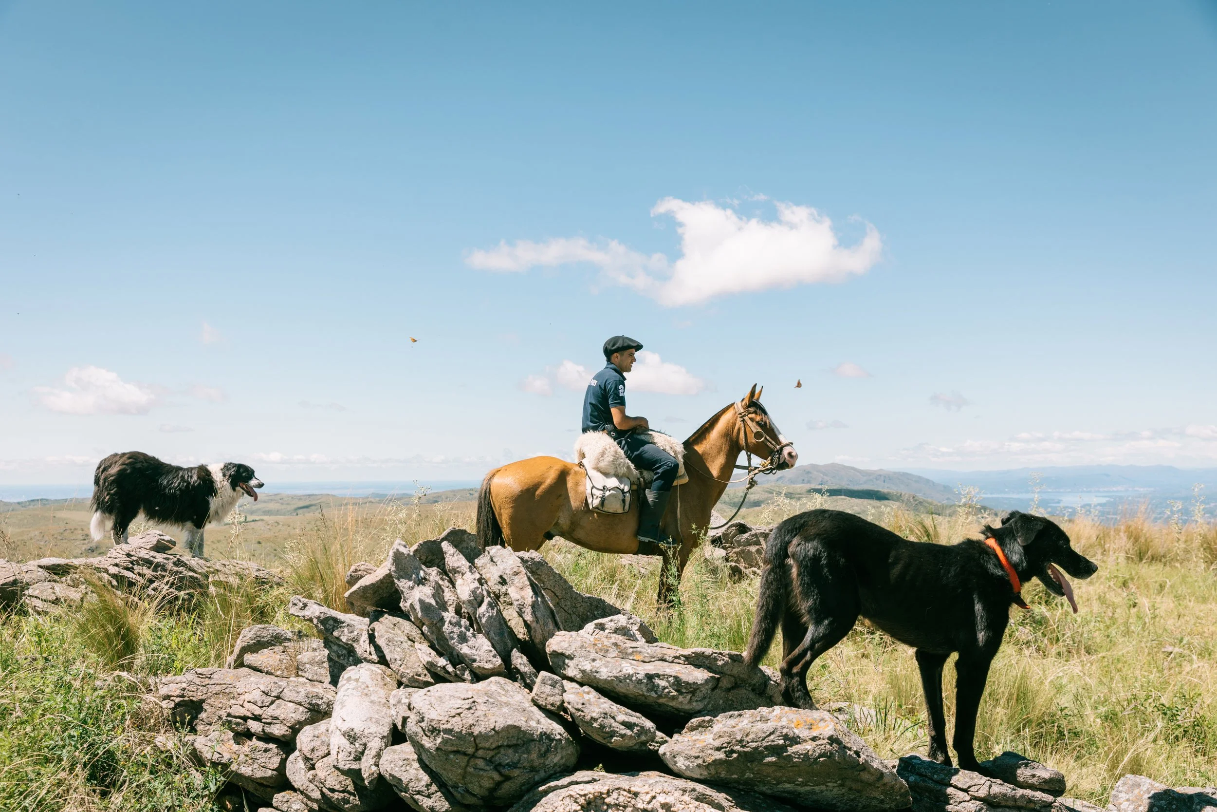 Traditional Argentine gaucho riding through estancia land