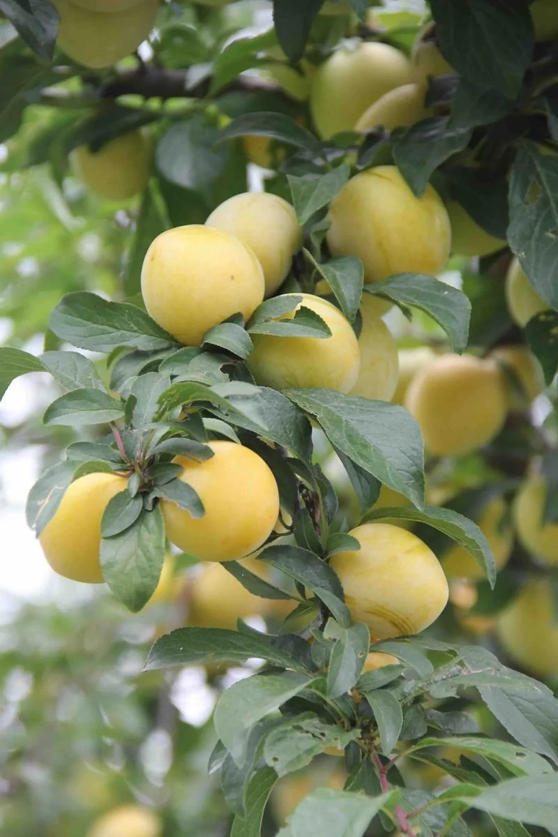 Cluster of ripe yellow mirabelle plums hanging on a tree branch surrounded by green leaves at Estancia Los Potreros