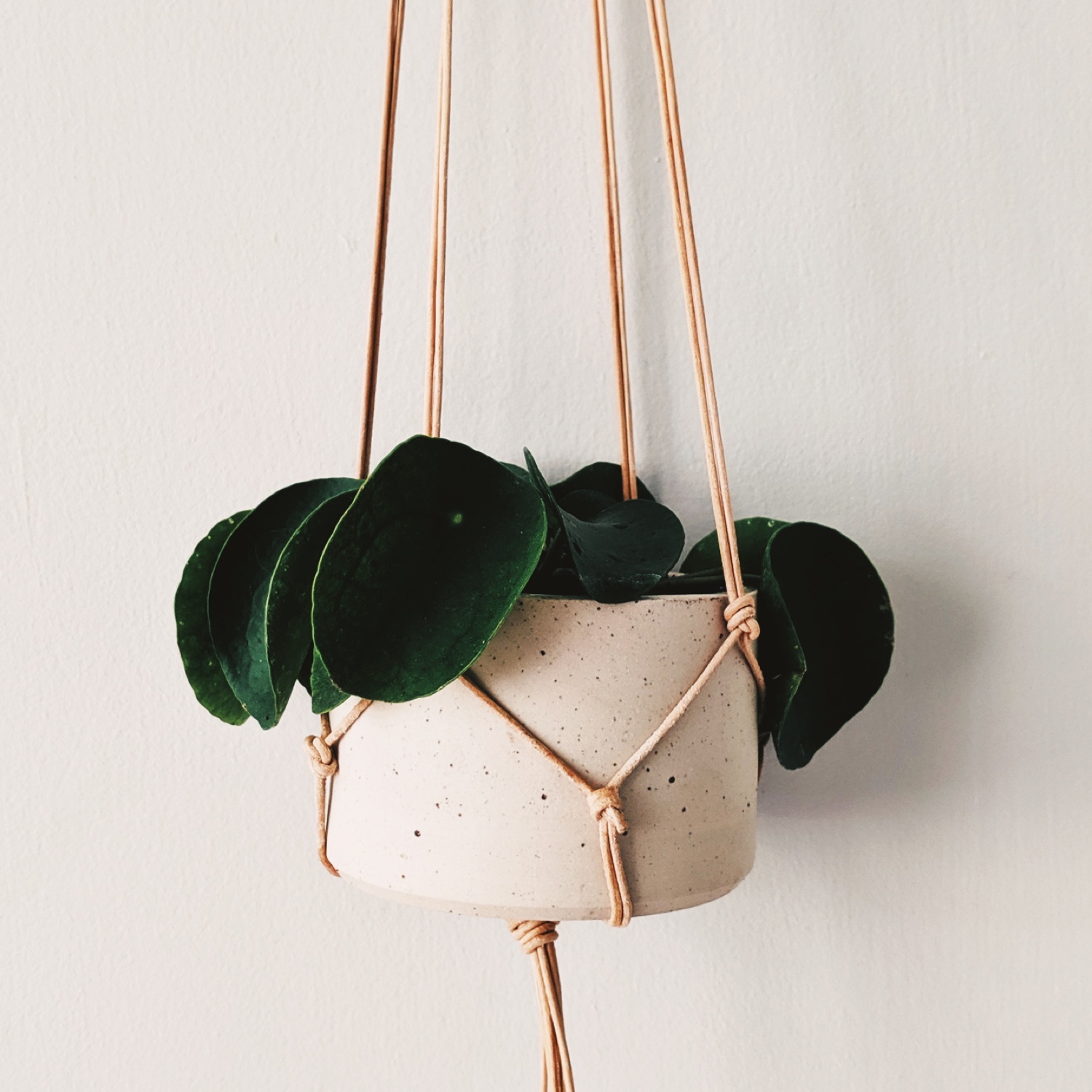 planter.jpg