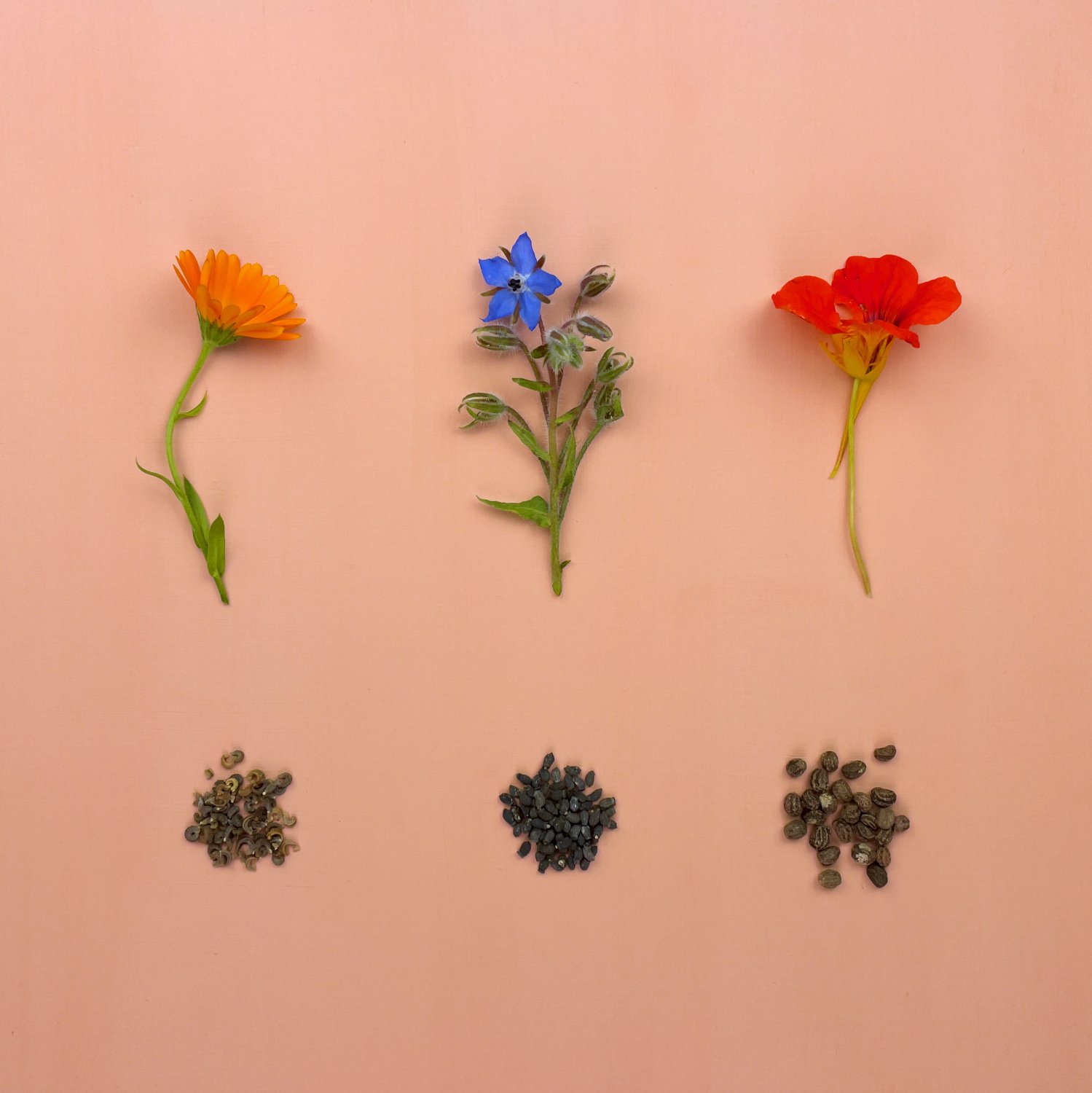 pot marigold, borage, nasturtium flowers with seeds 1mb.jpg