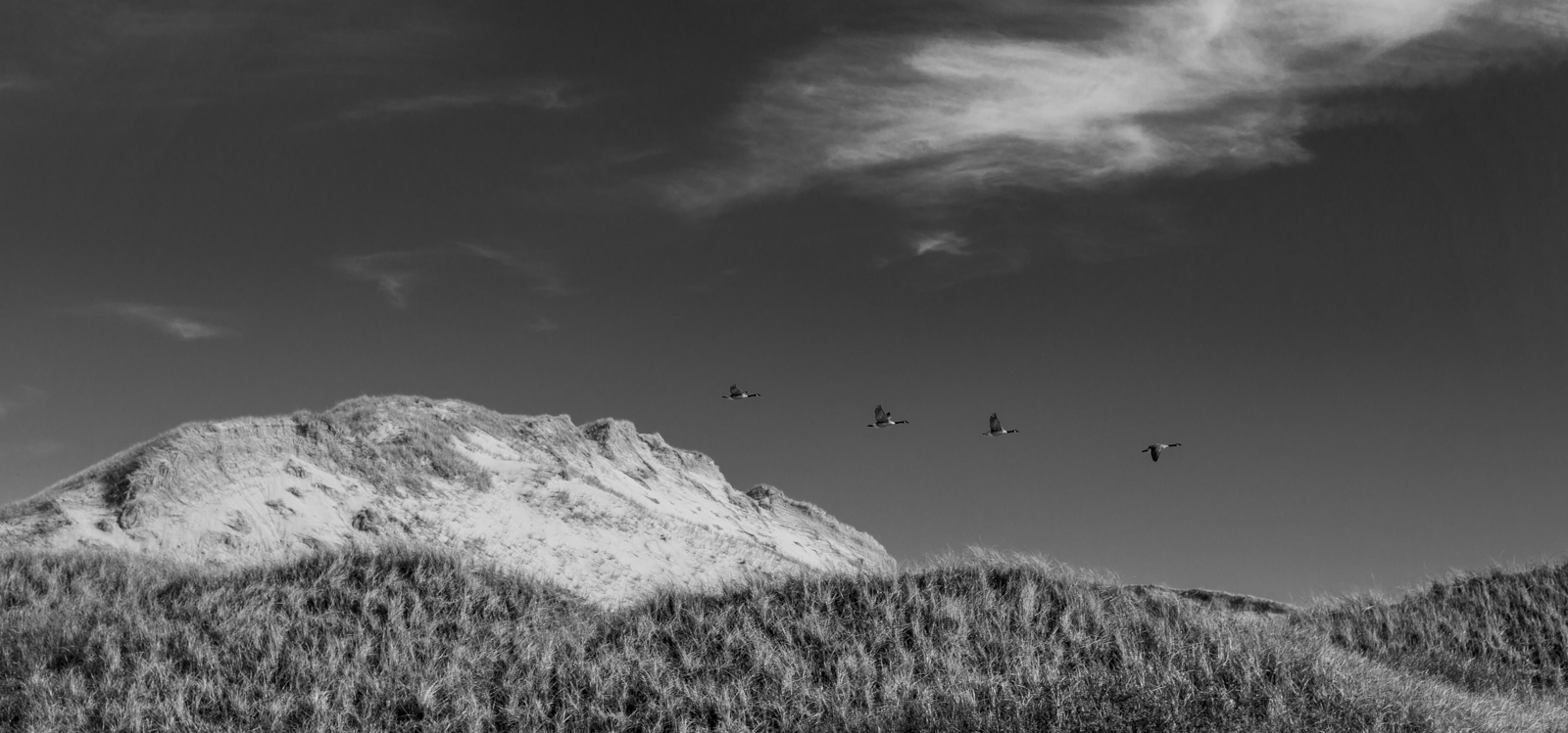 Geese over a sand dune