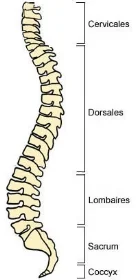composants-colonne-vertebrale.jpg