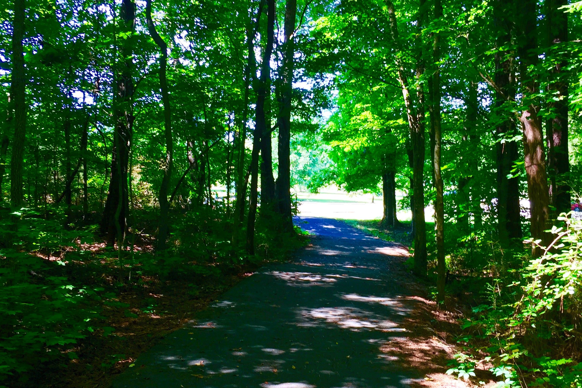 Fletcher Park Clean-up