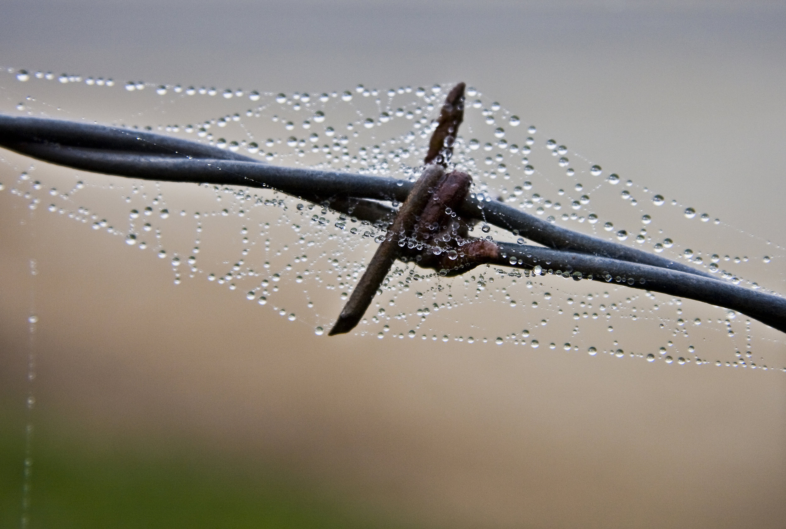 Barb Wire and Dew