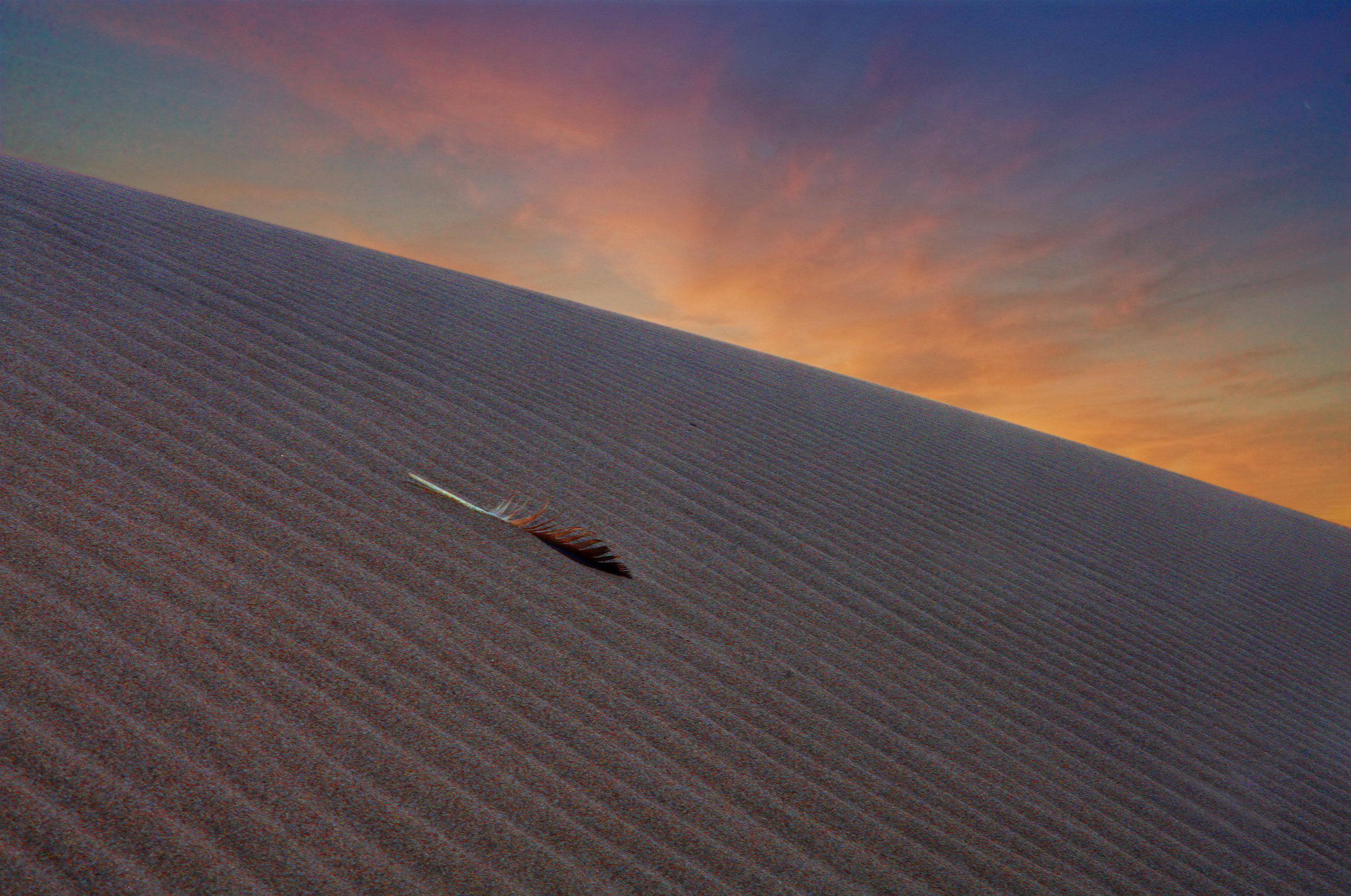 Hawk Feather in Dune at Dawn