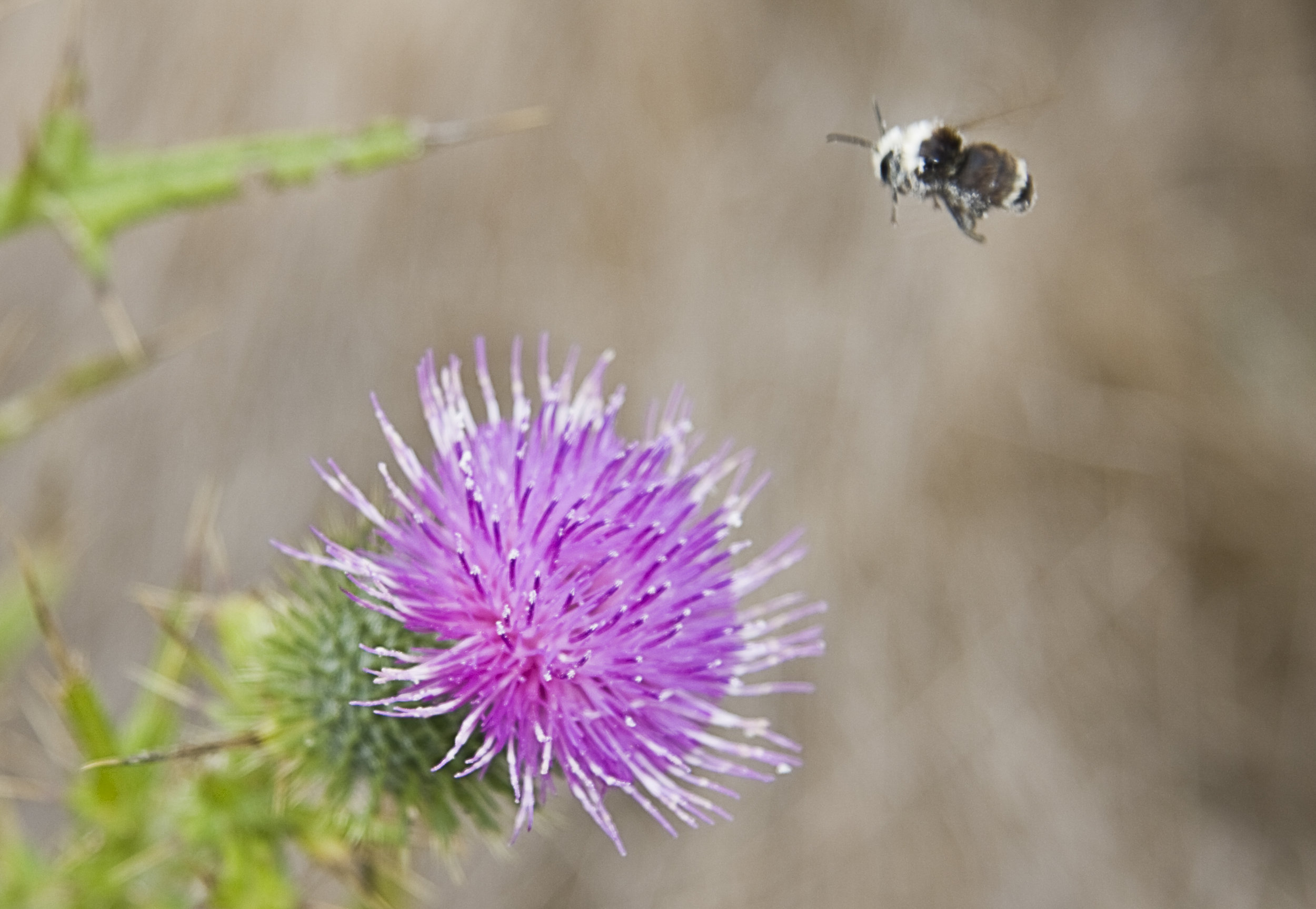 Thistle and Bumblebee