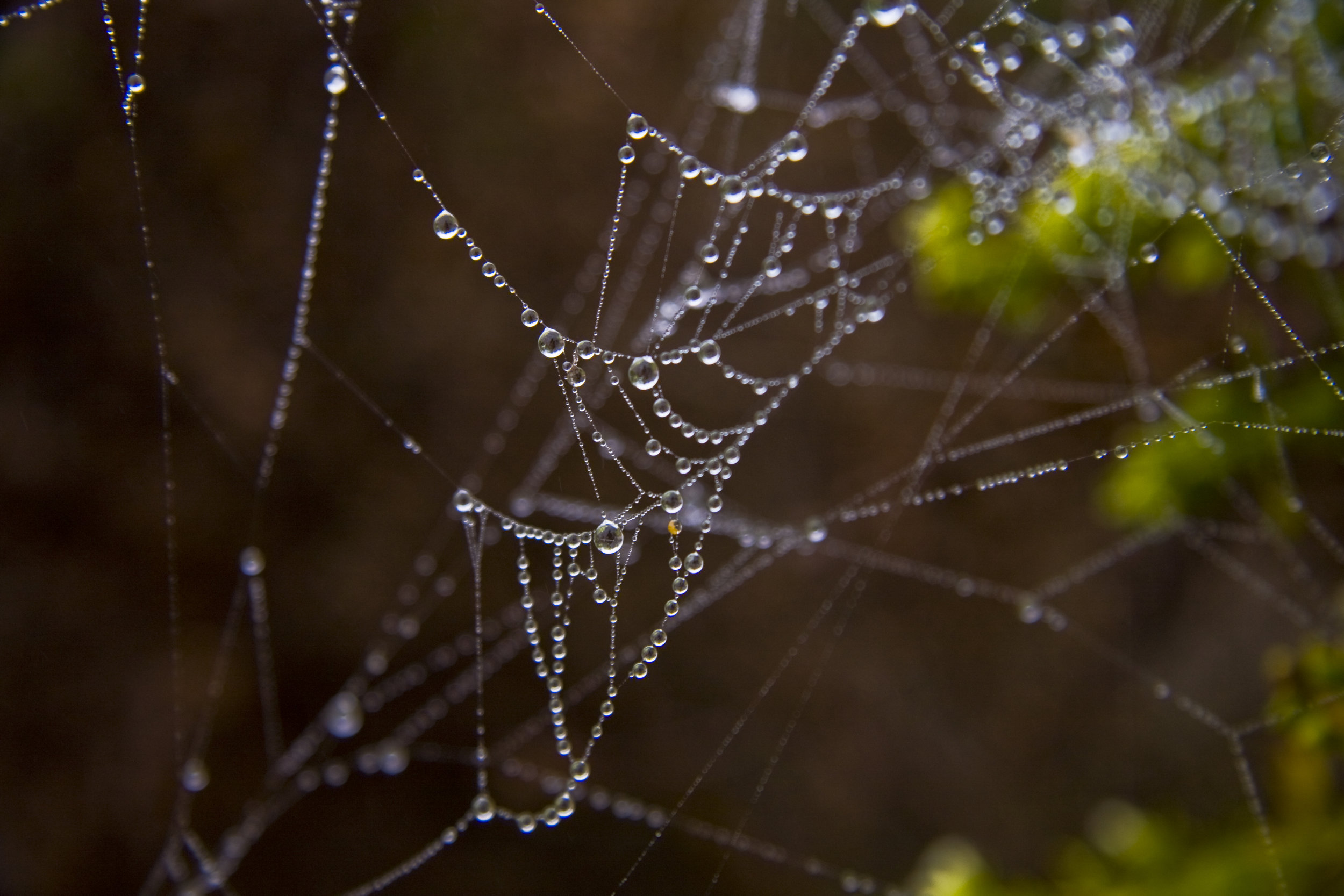 Spiderweb and Dew