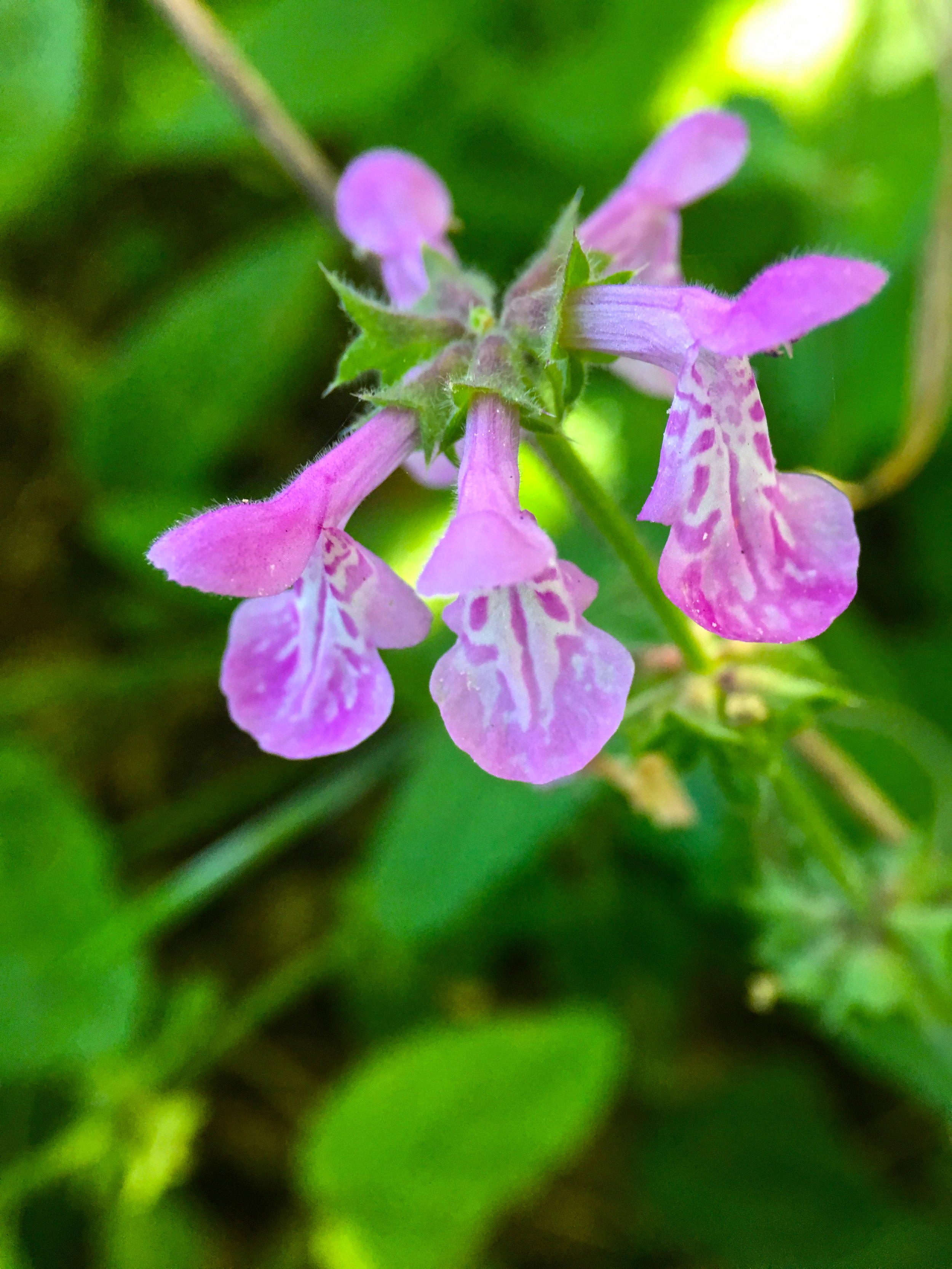 Wildflowers III