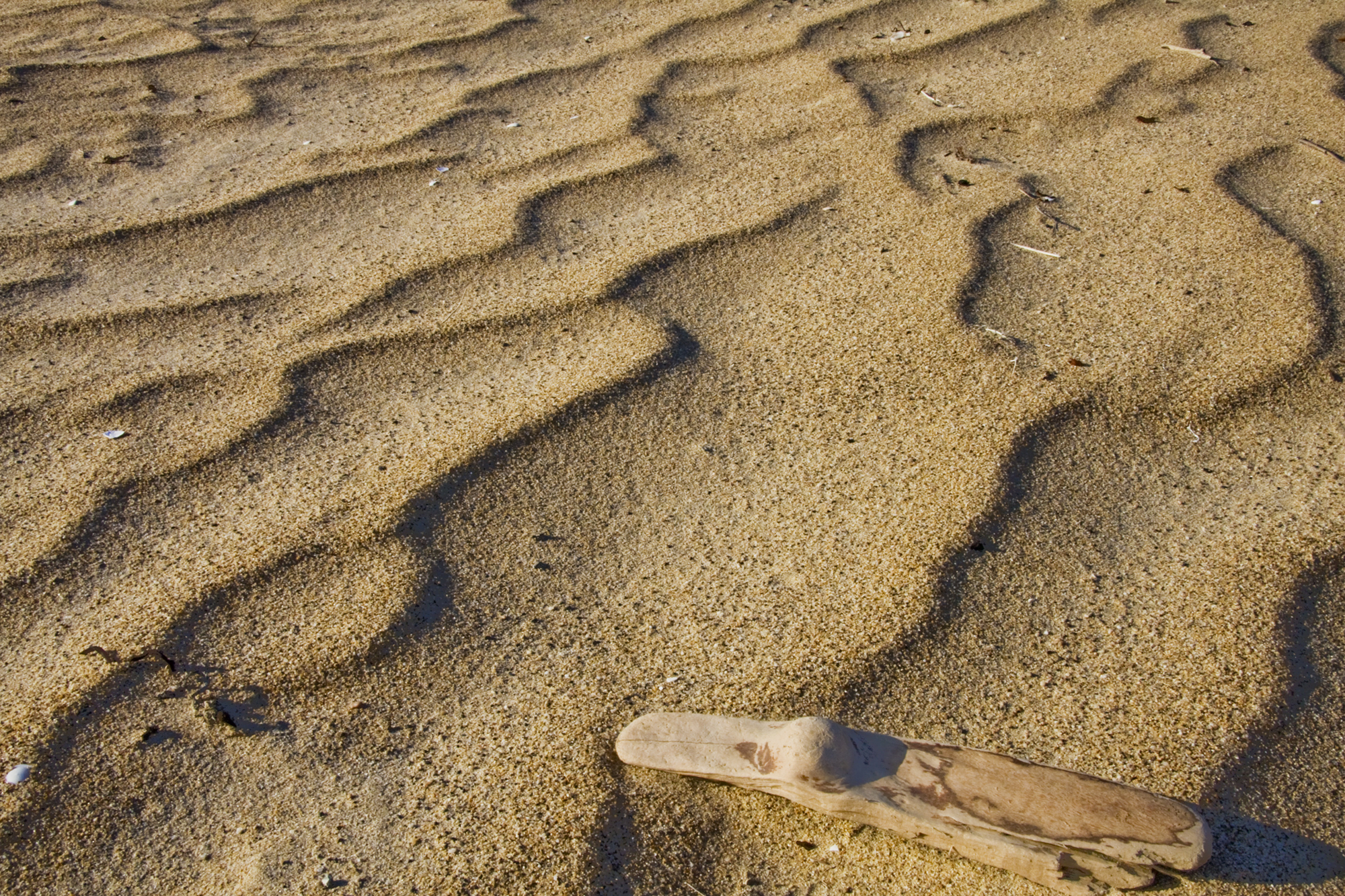 Dirftwood Sand Ripples