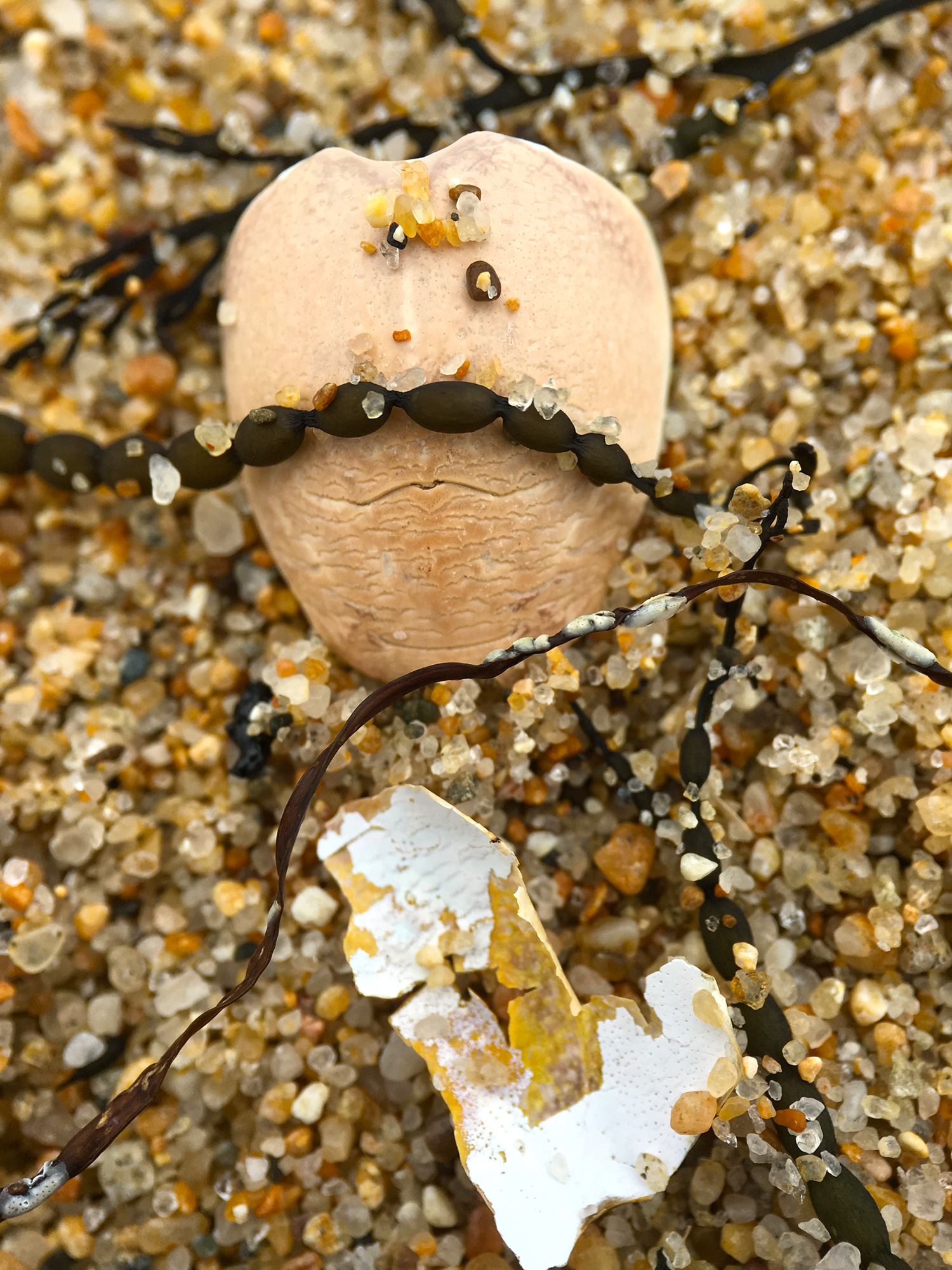 Sand Crab Shell