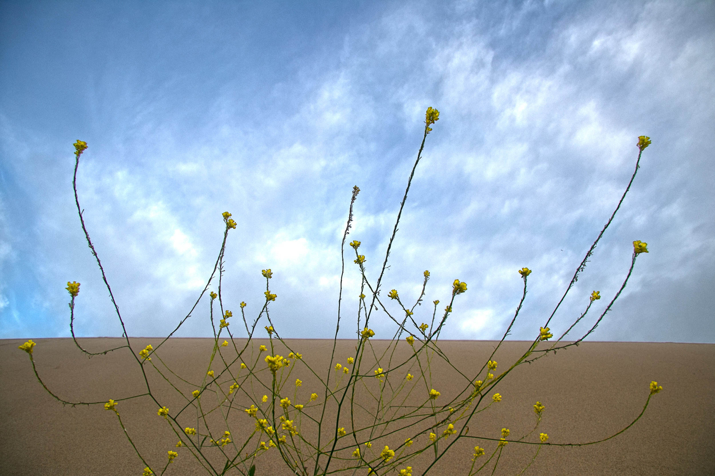 Dunes Drive Dune Flower