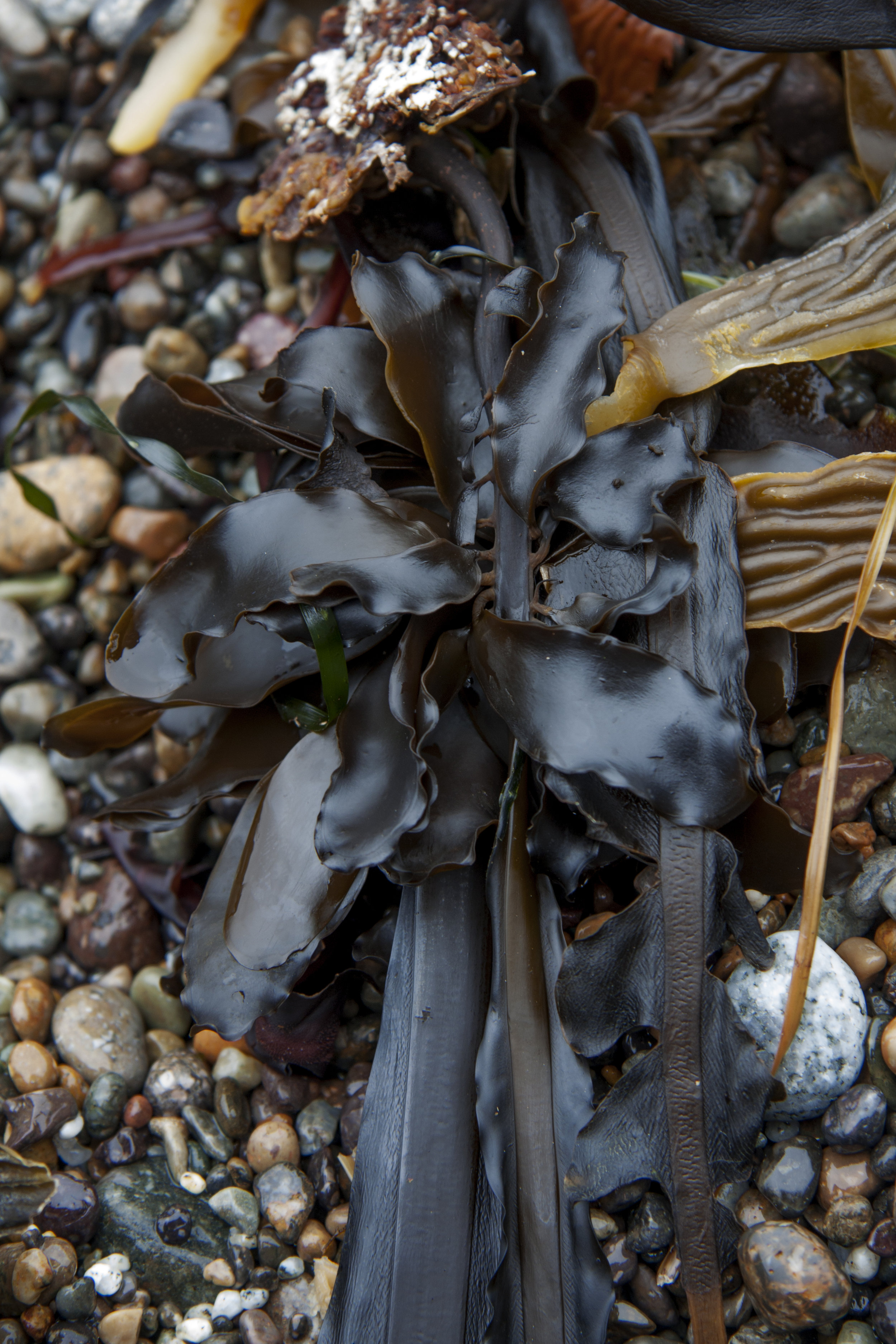 hiddenBeachSeaweed01.jpg