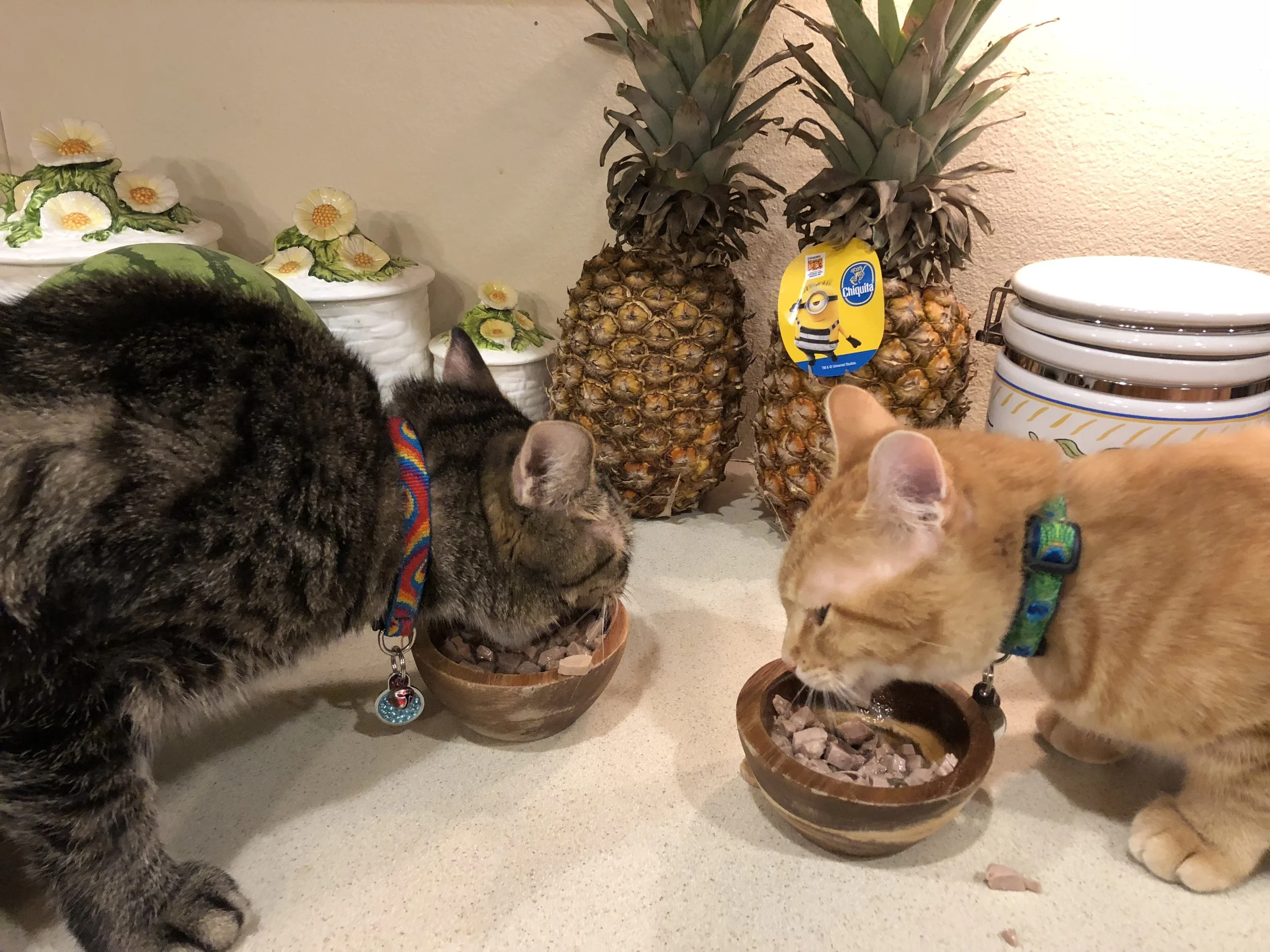 Catastrophe