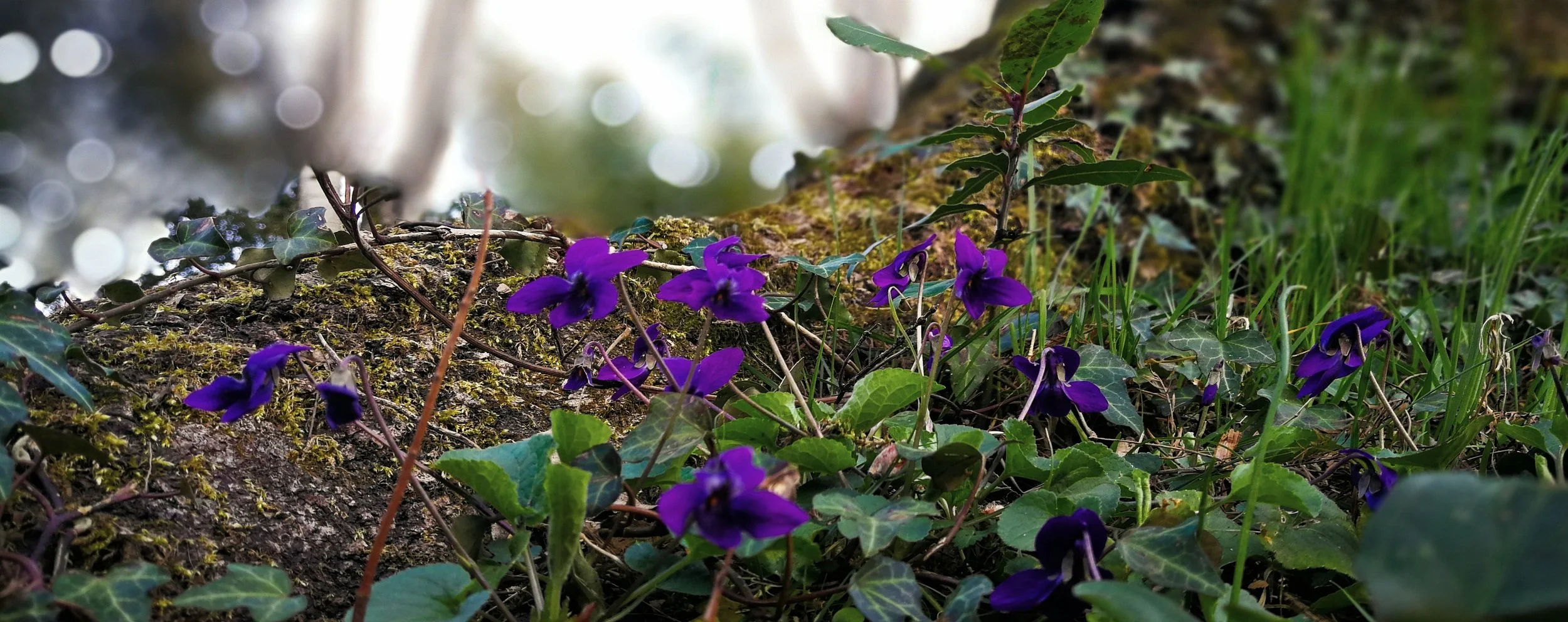 violets true color.jpg