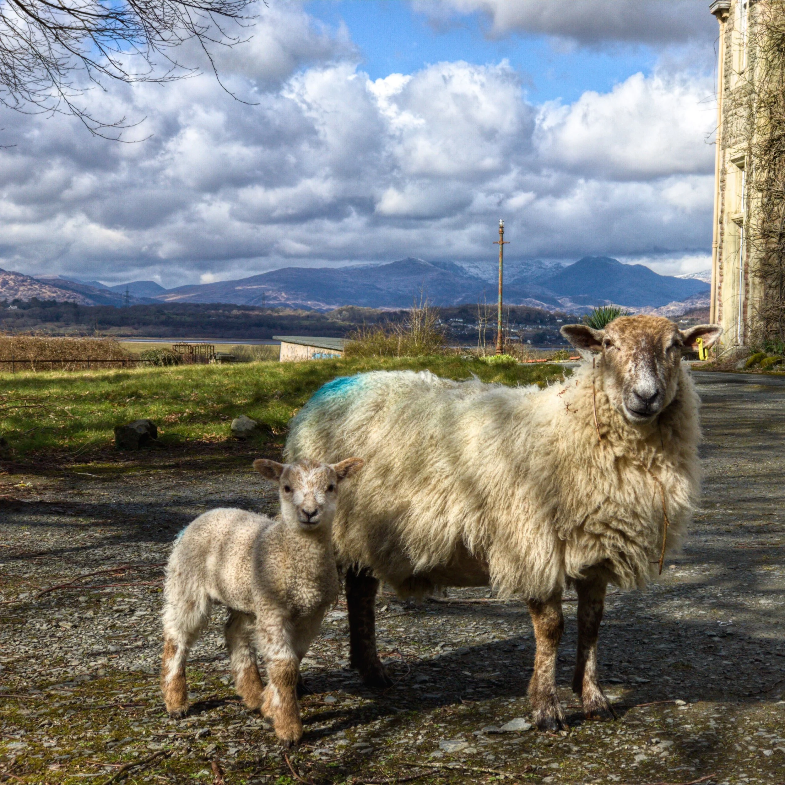 Sheep