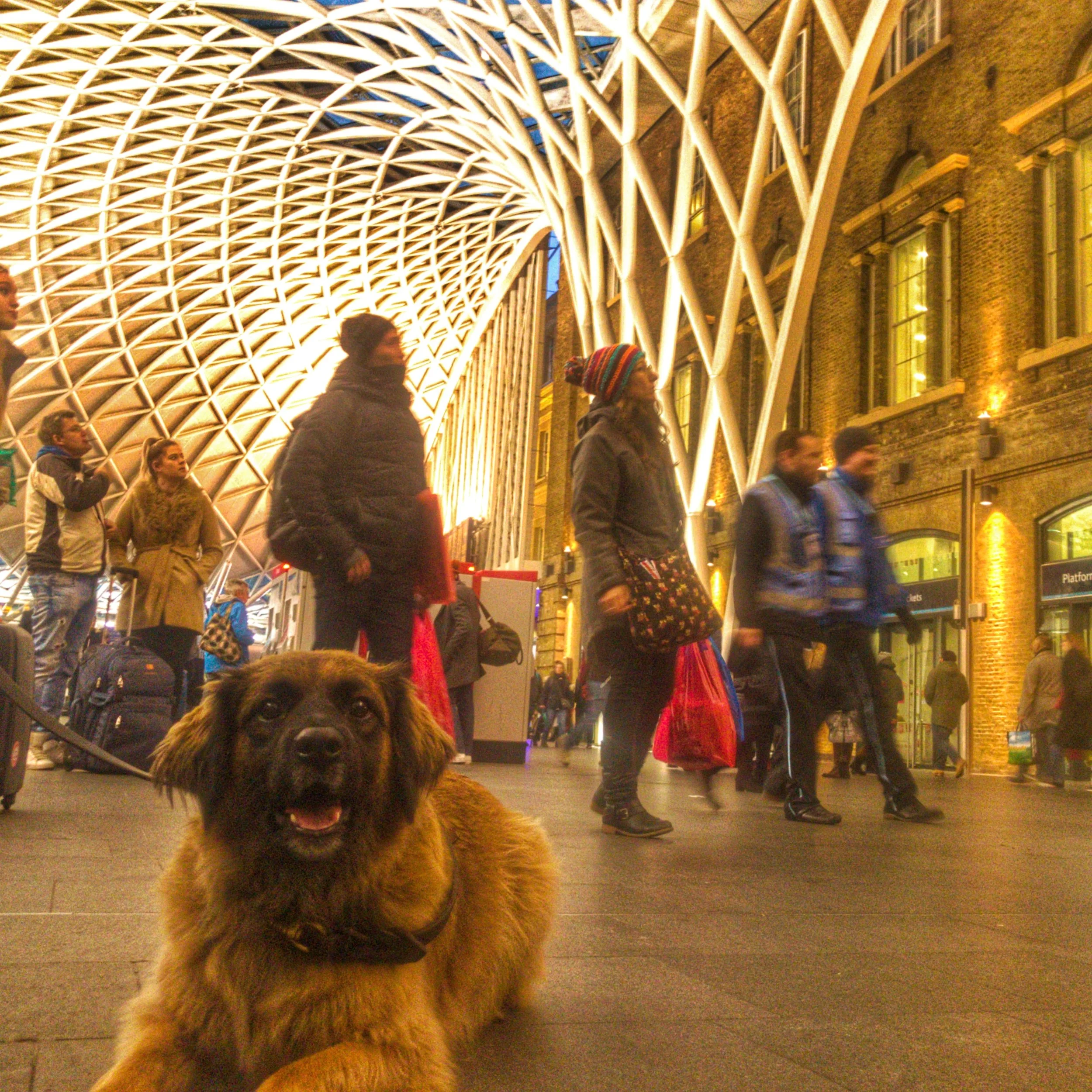 Is this the face of someone excited to travel? Chelsea awaits her next train at London's Kings Cross