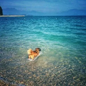 Chelsea having a brave splash in Lake Garda!