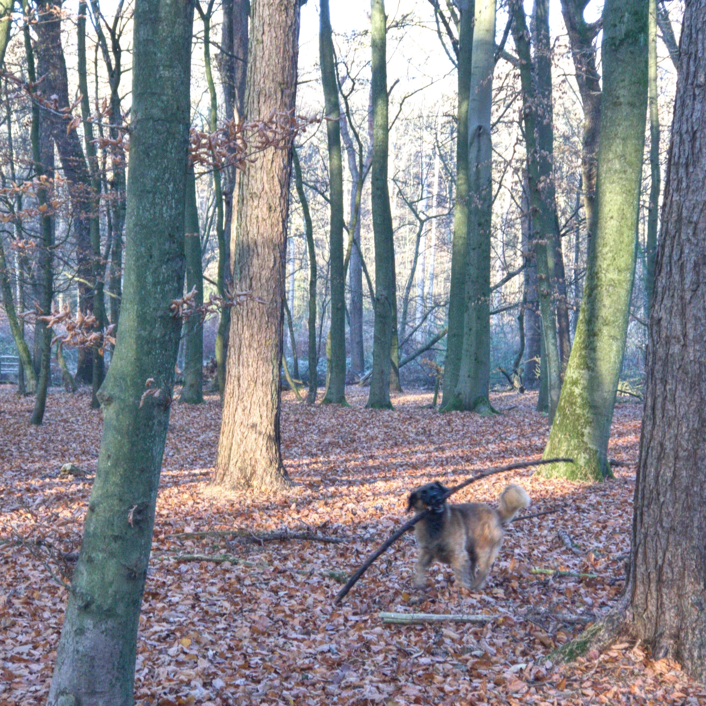Bergisch Gladbach Hikes