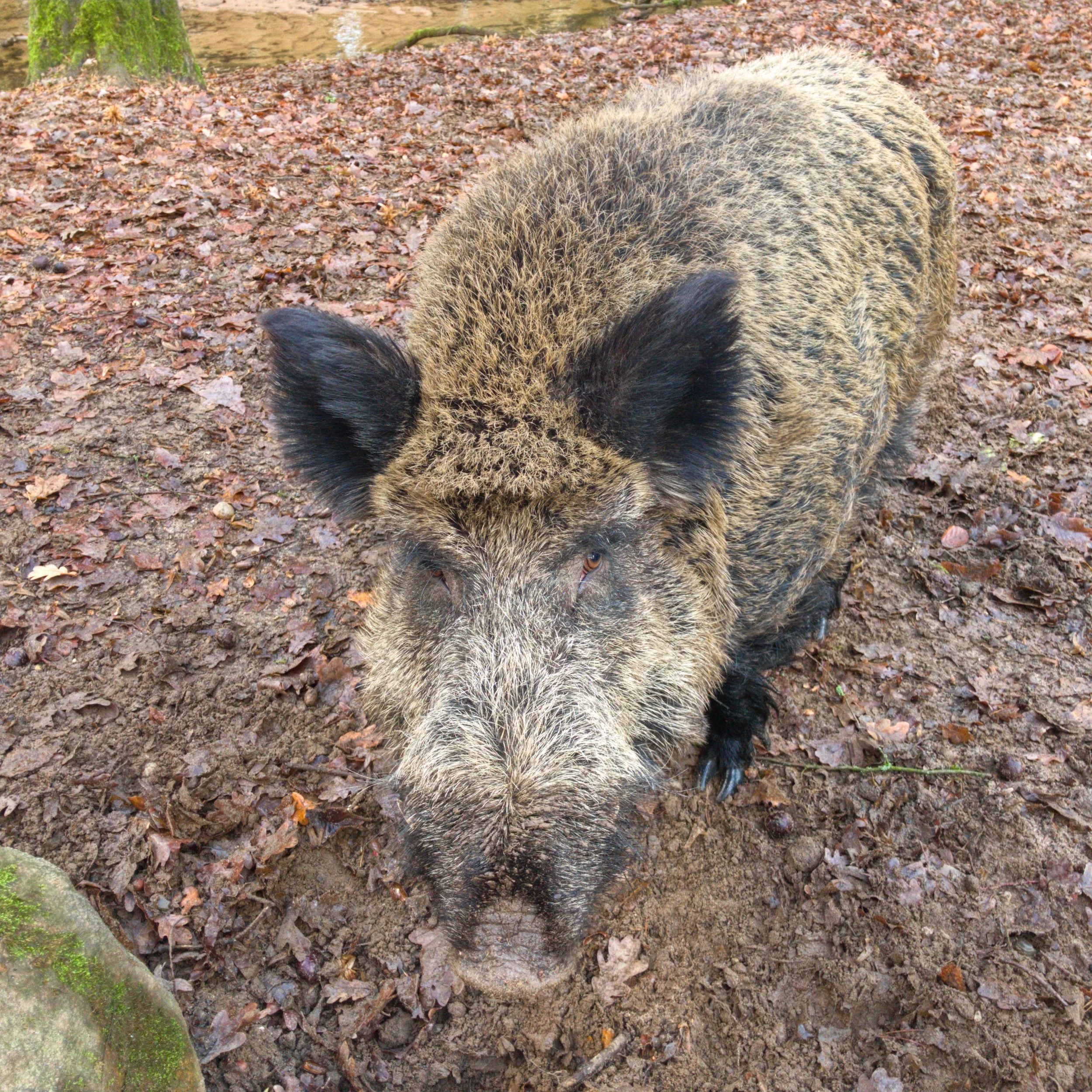 Wildschwein
