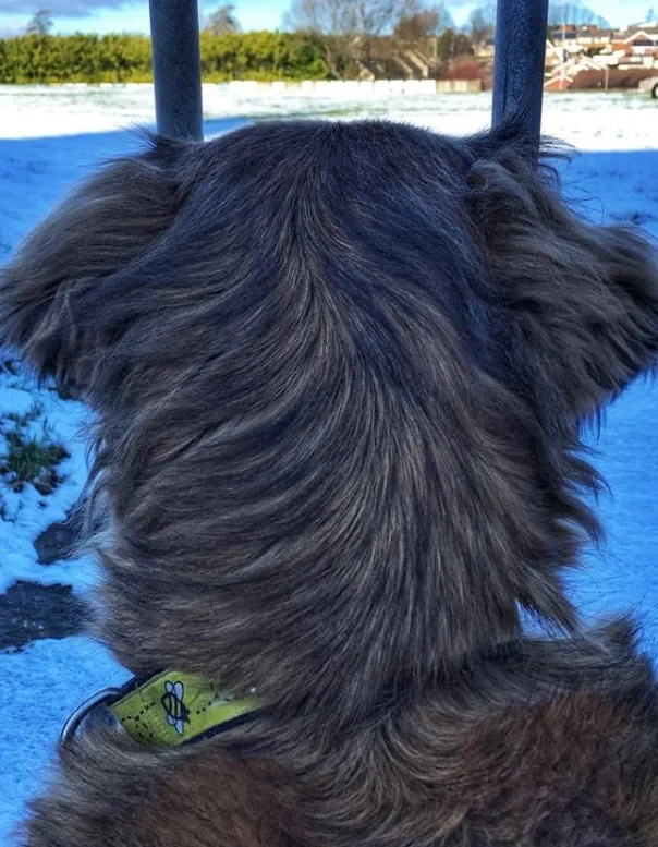 She loves a good roll in the snow, but the gate was closed.