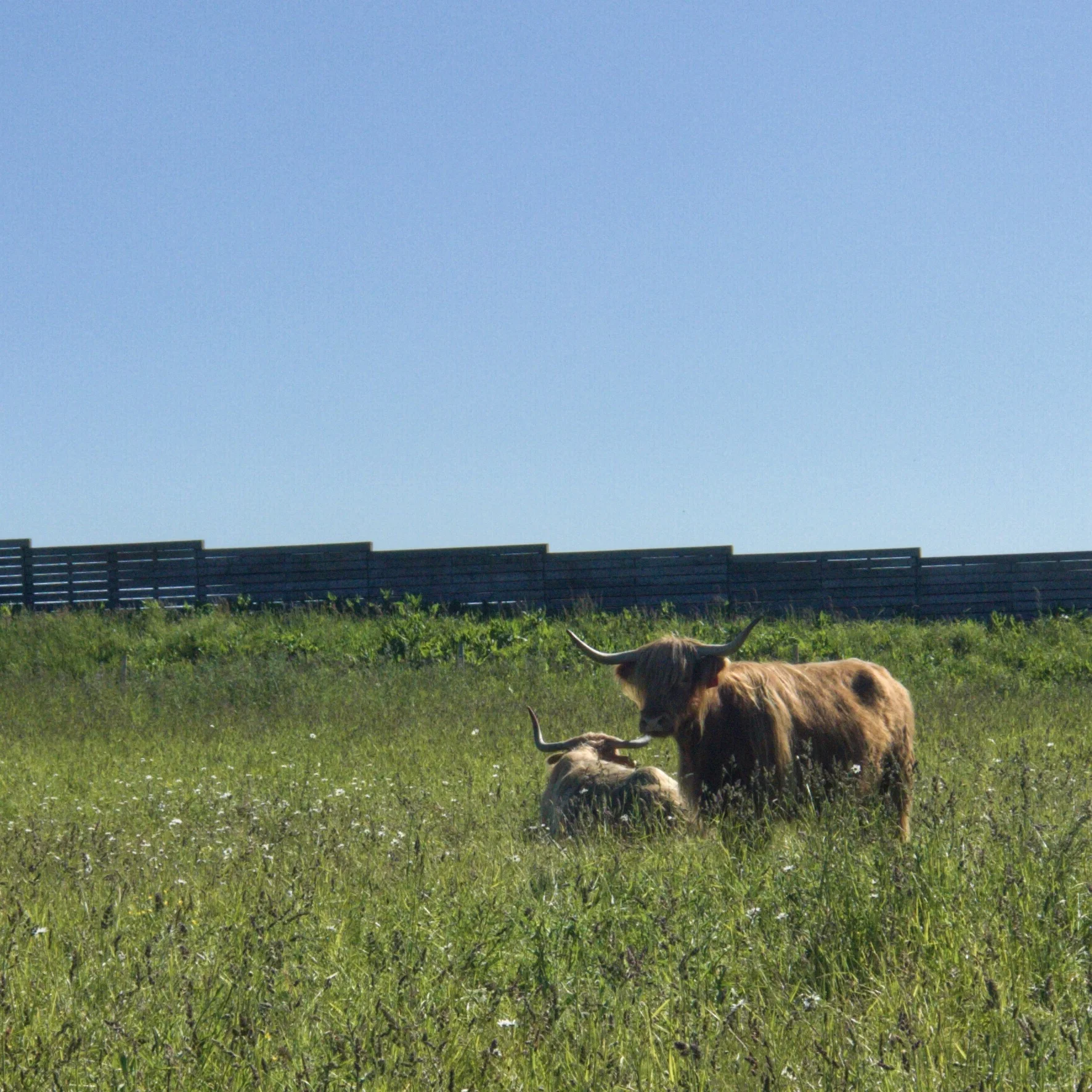 Highland Cattle- Culloden