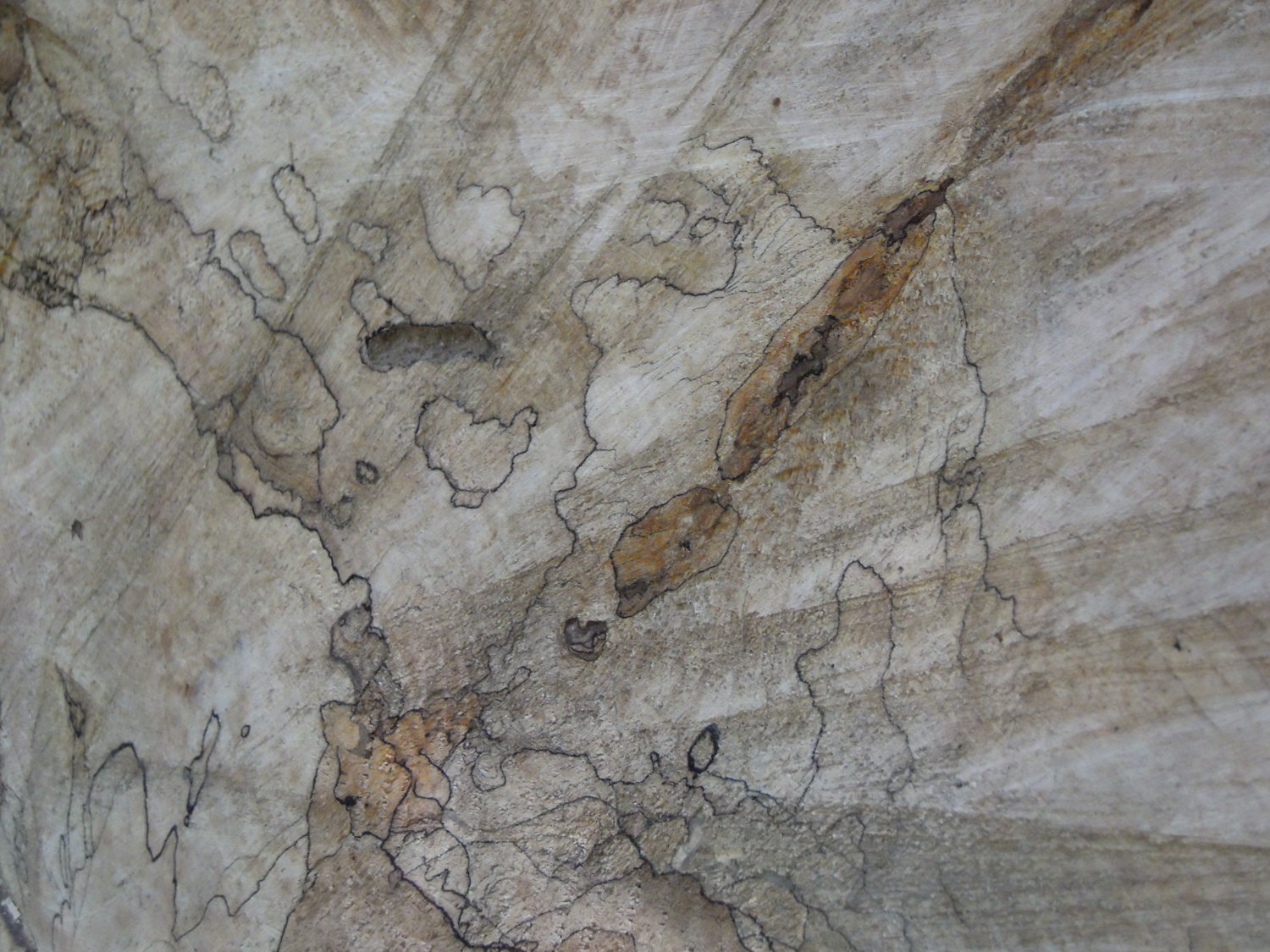 Spalted sugar maple from a blowdown