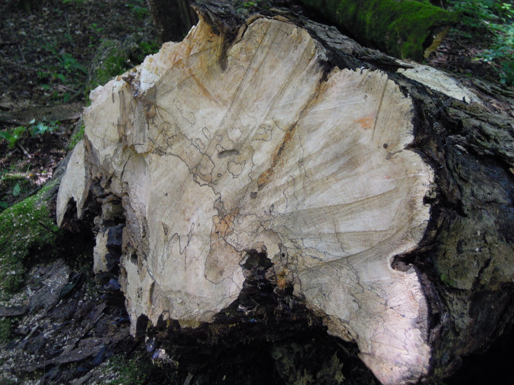 Spalted end of blown down maple log