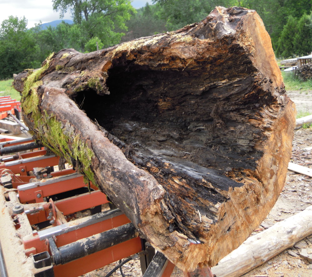 Hollow maple log on the mill