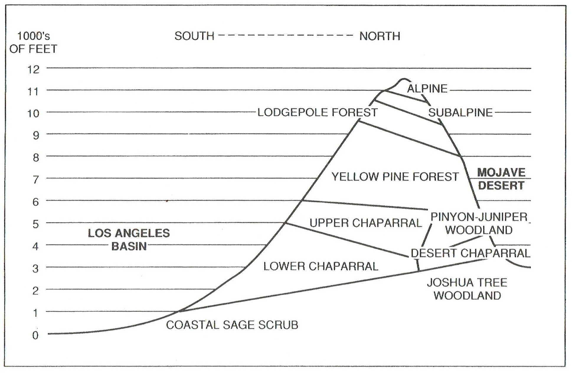 The chaparral, in the Los Angeles Basin. Image courtesy of A Natural History of California by Allan A Schoenherr