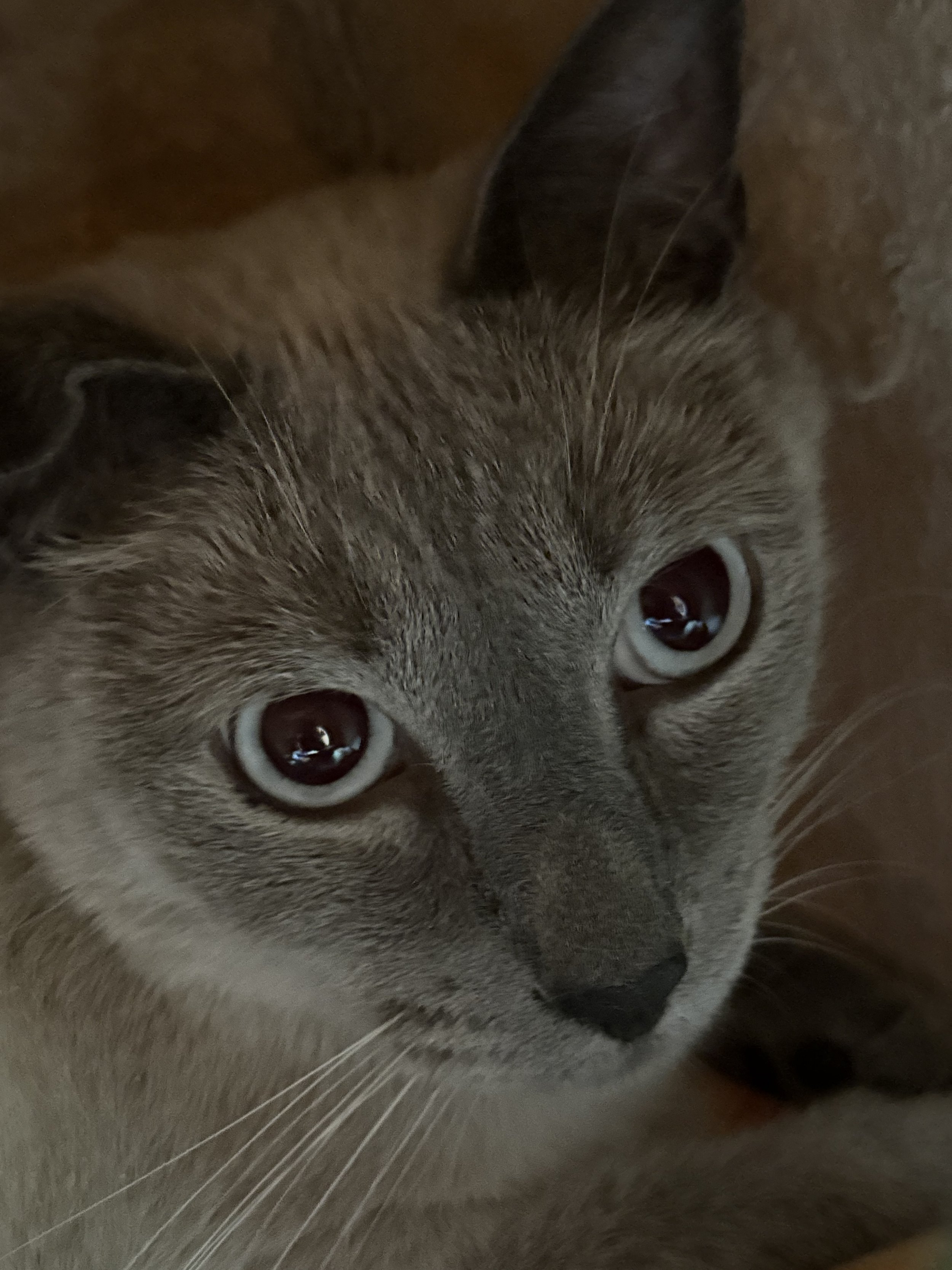 FERGUS