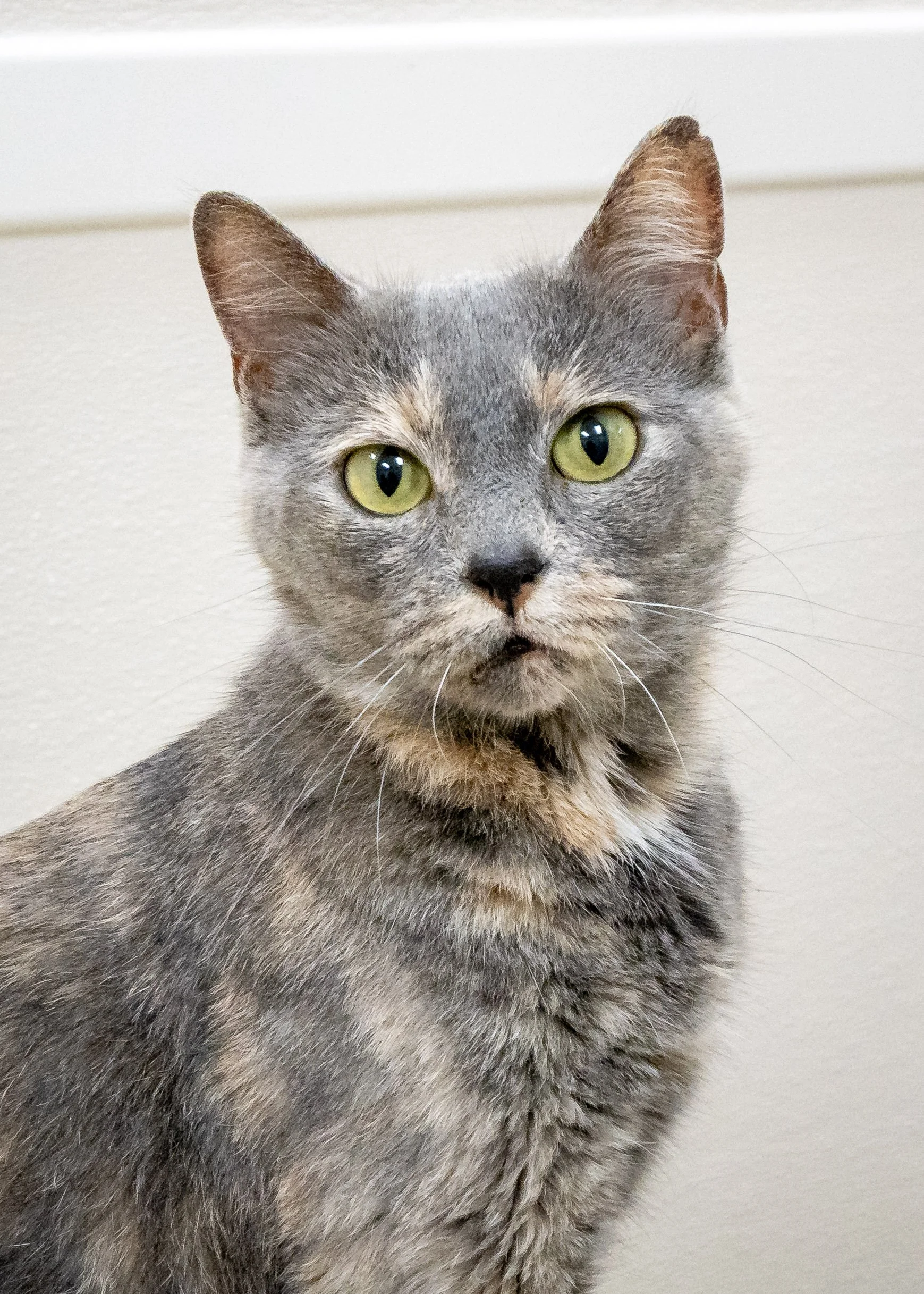 MAGGIE