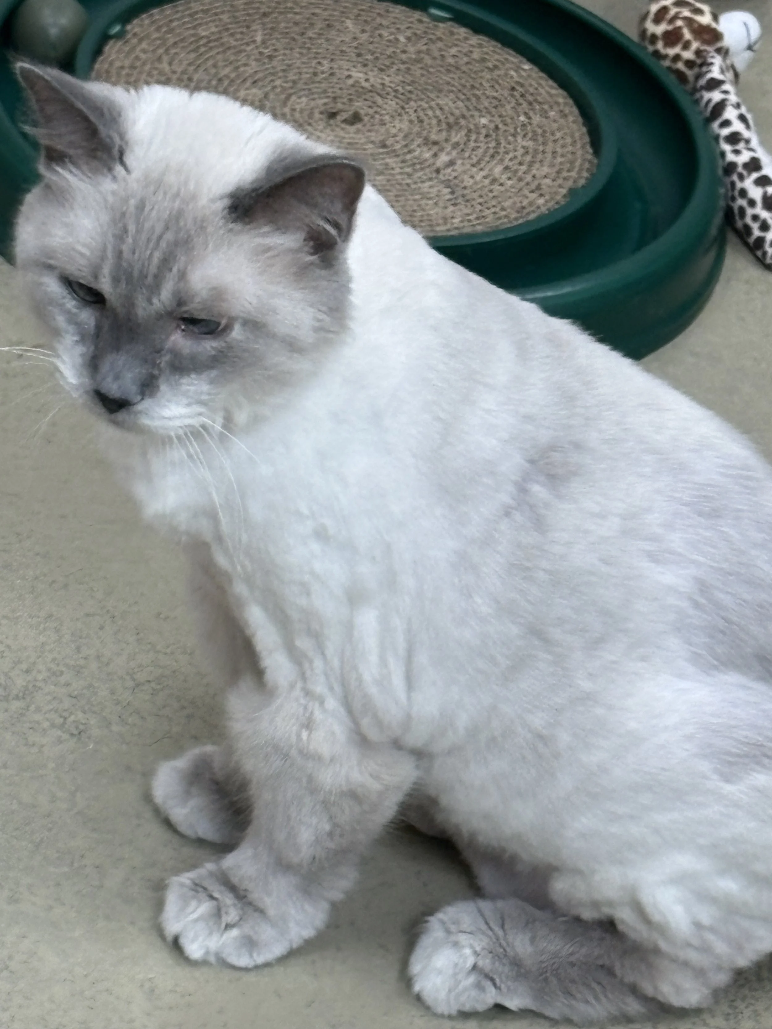 MAX