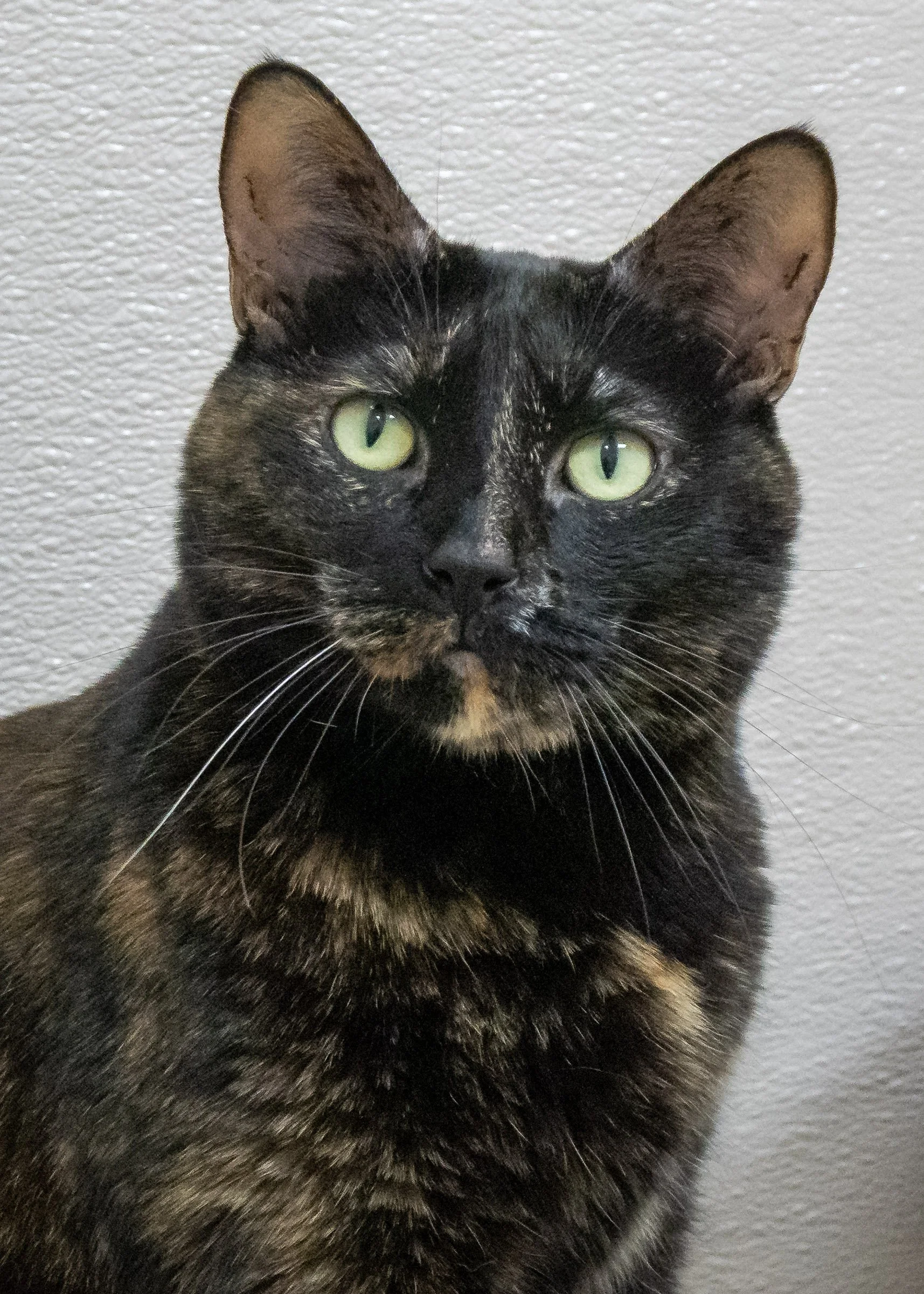 TASHA