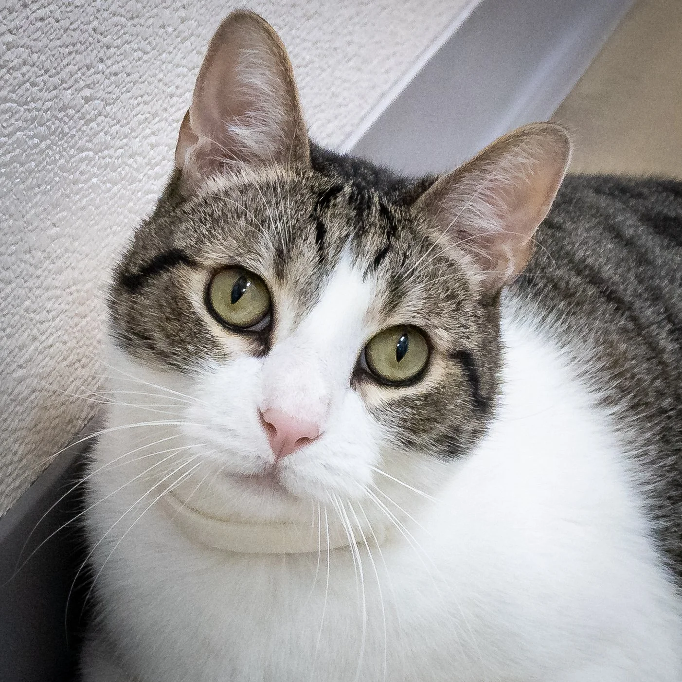 MR. CHARLIE