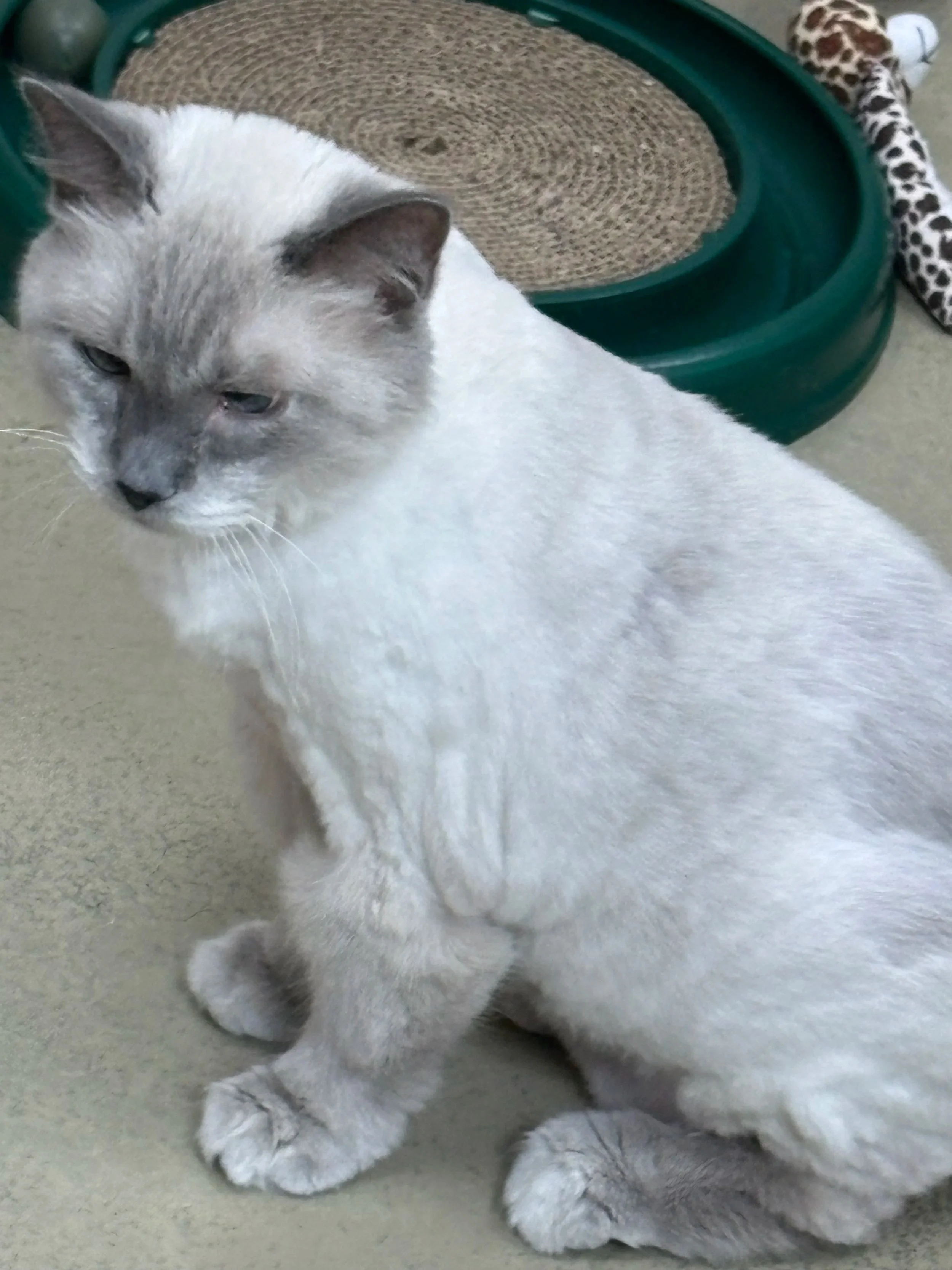 MAX