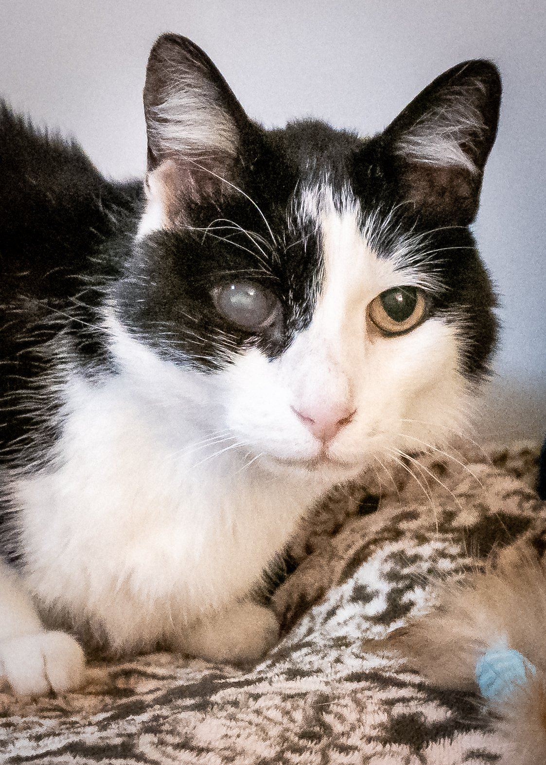 SIR PATCHES