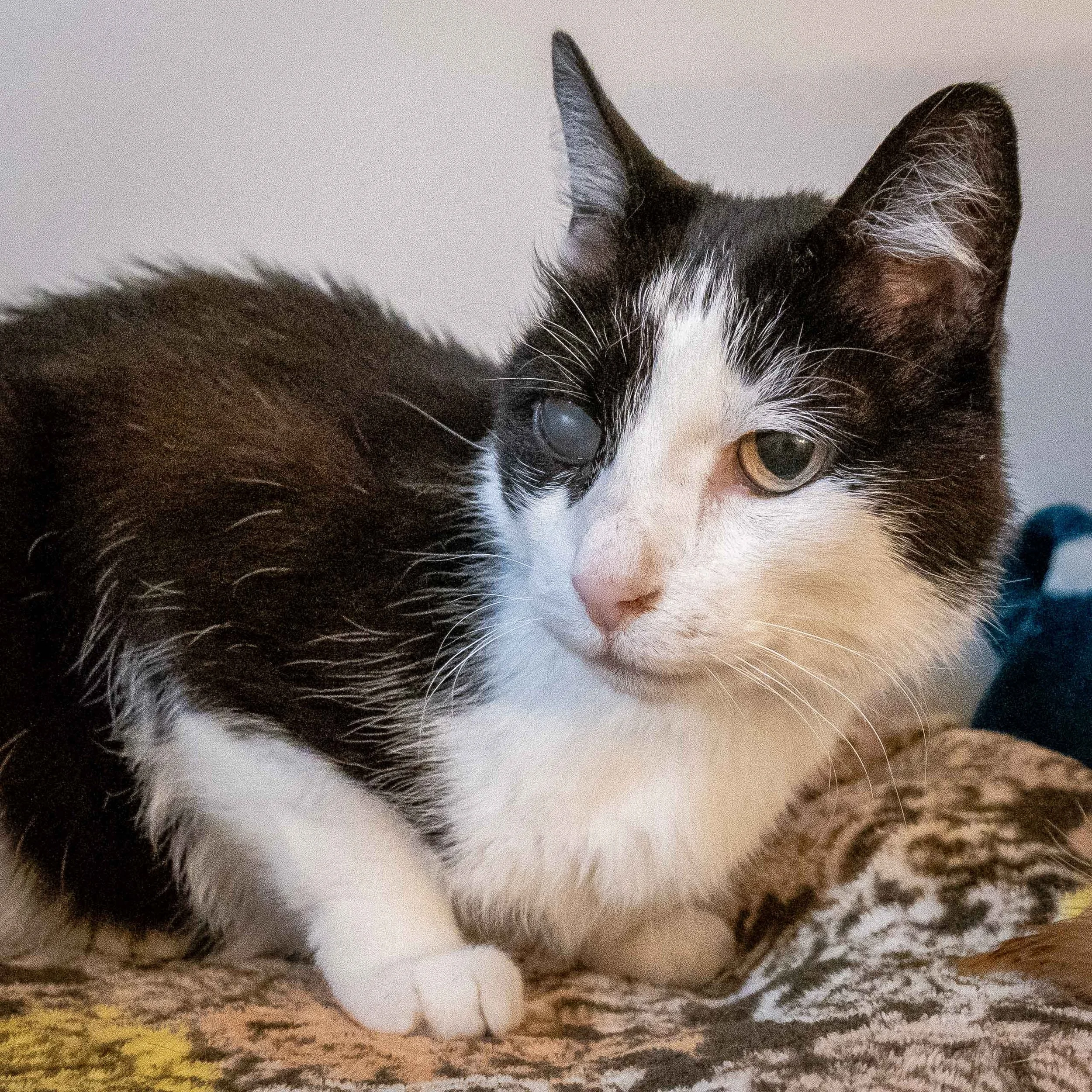 SIR PATCHES