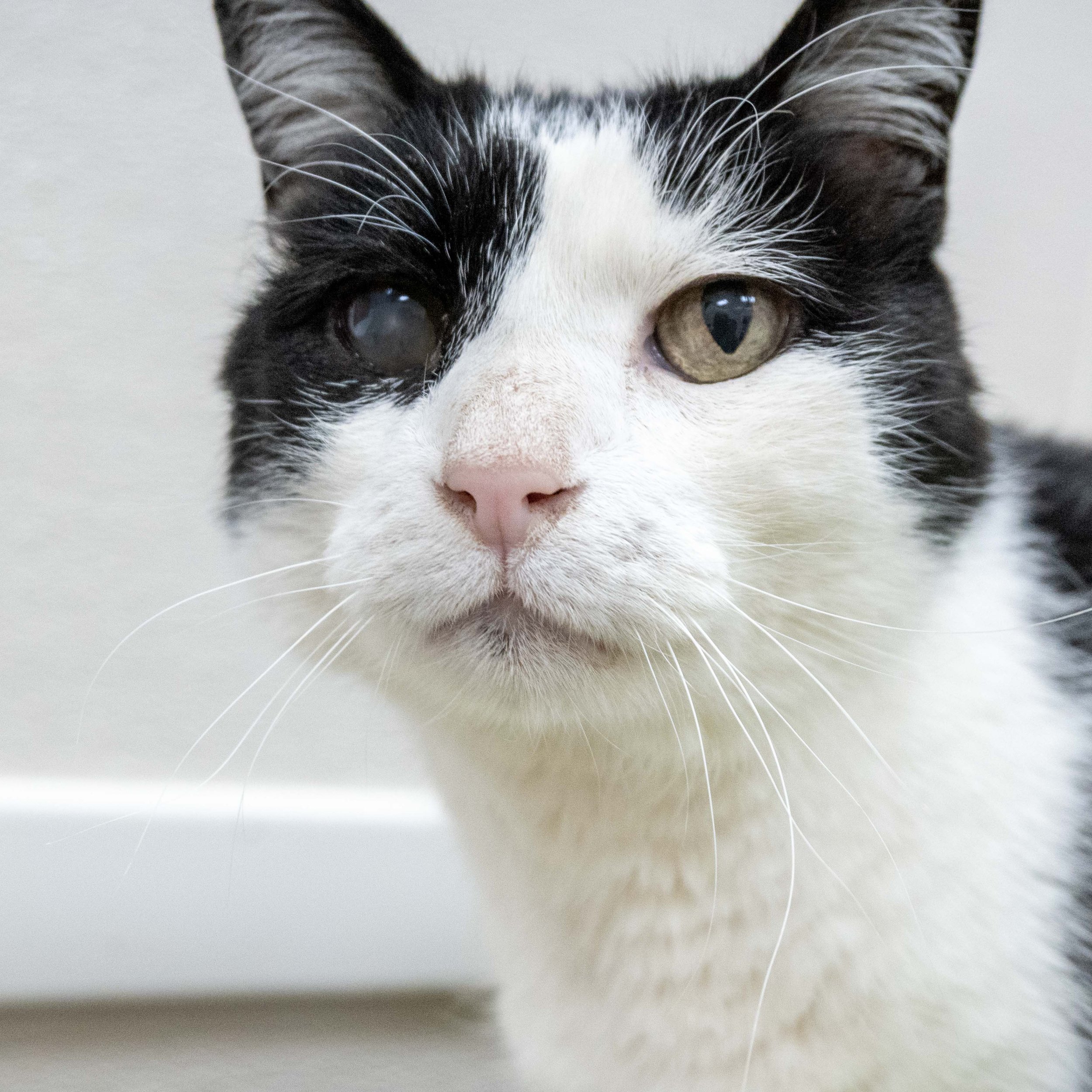 SIR PATCHES