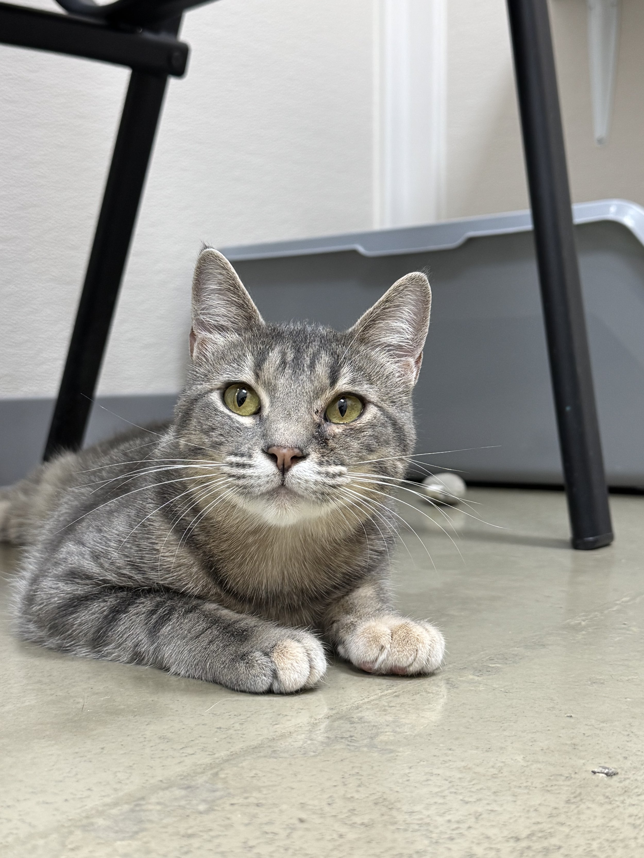 STRUDEL (Pair Bonded with Schnitzel; must be adopted together)