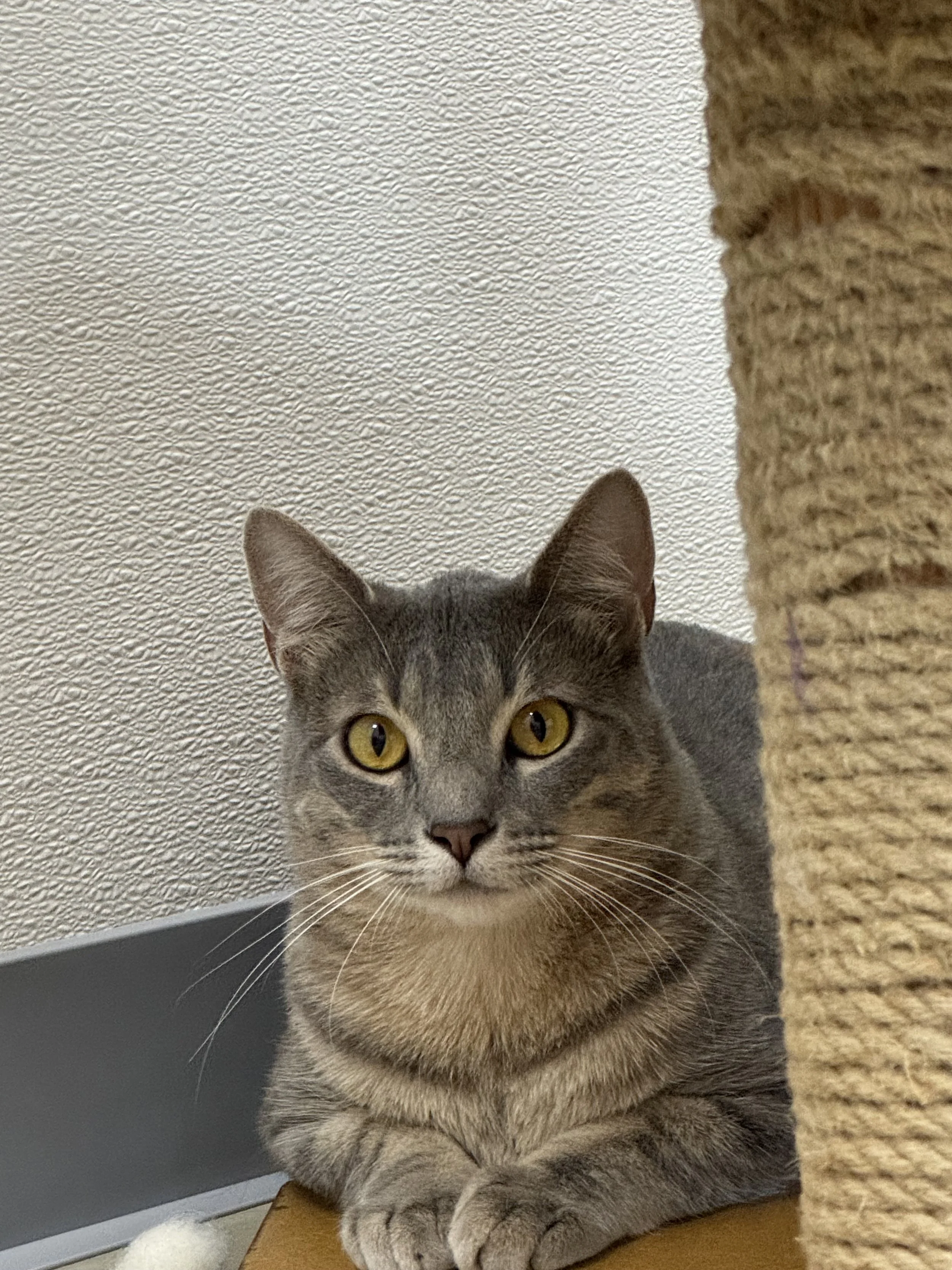 SCHNITZEL (Pair Bonded with Strudel; must be adopted together)