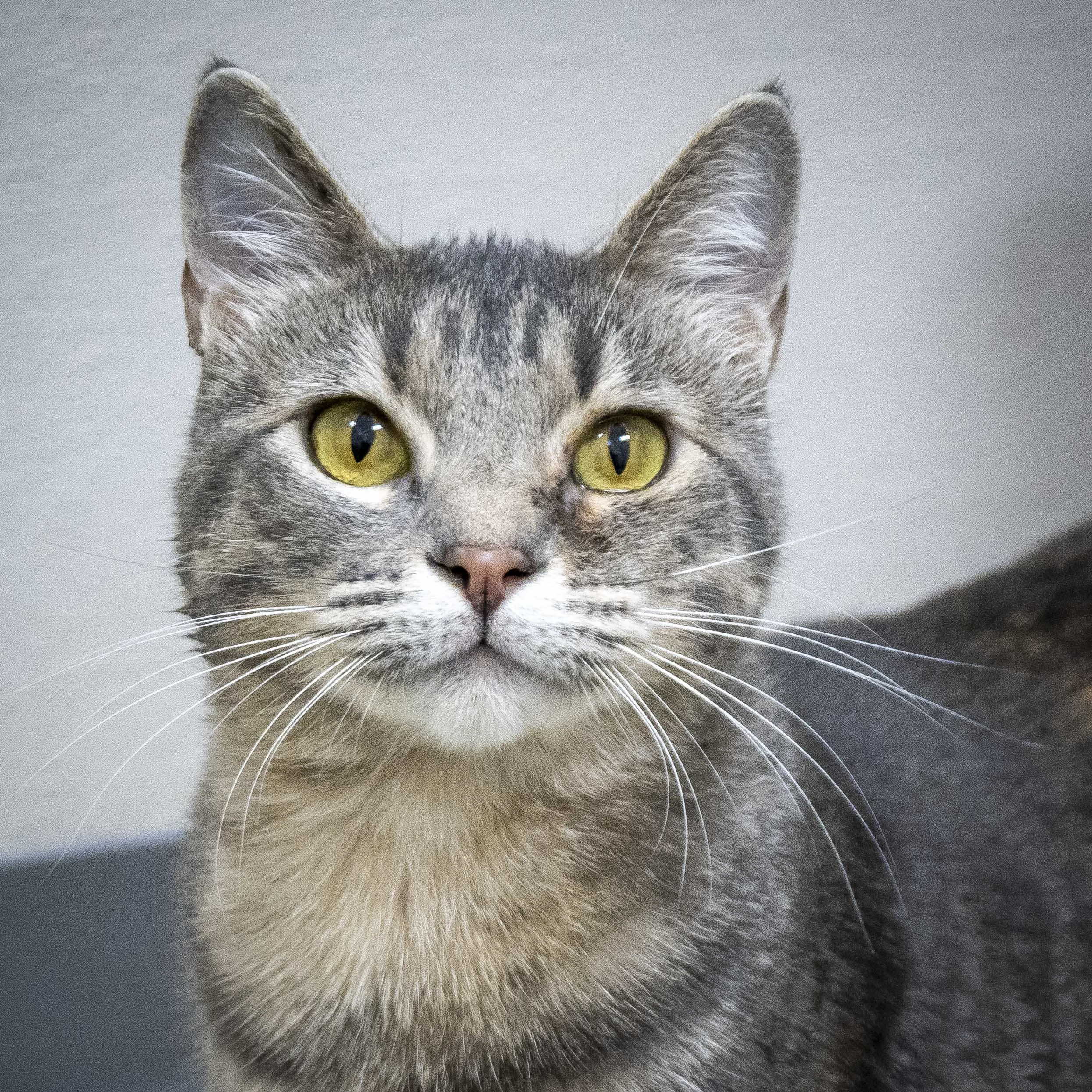 STRUDEL (Pair Bonded with Schnitzel; must be adopted together)