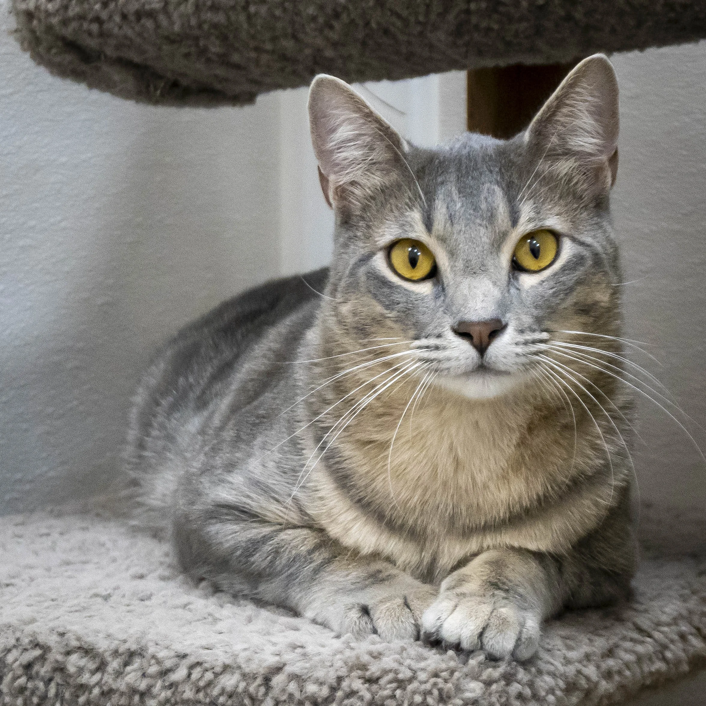 SCHNITZEL (Pair Bonded with Strudel; must be adopted together)