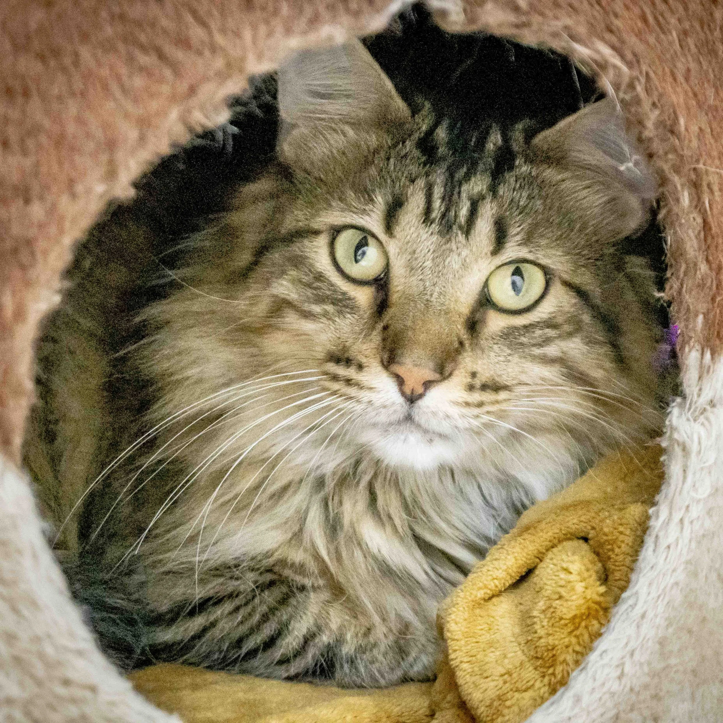 FLUFFY