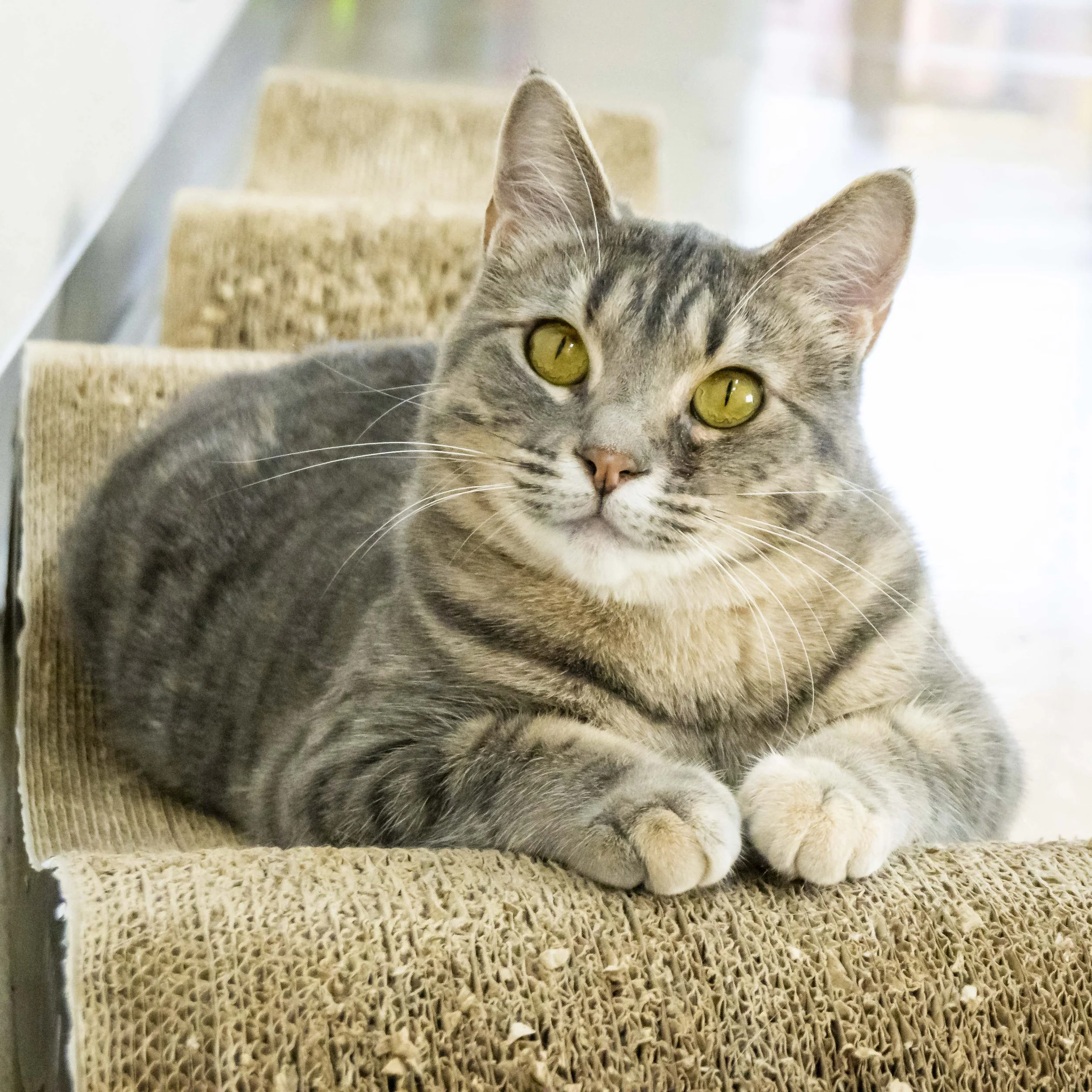 STRUDEL (Pair Bonded with Schnitzel; must be adopted together)