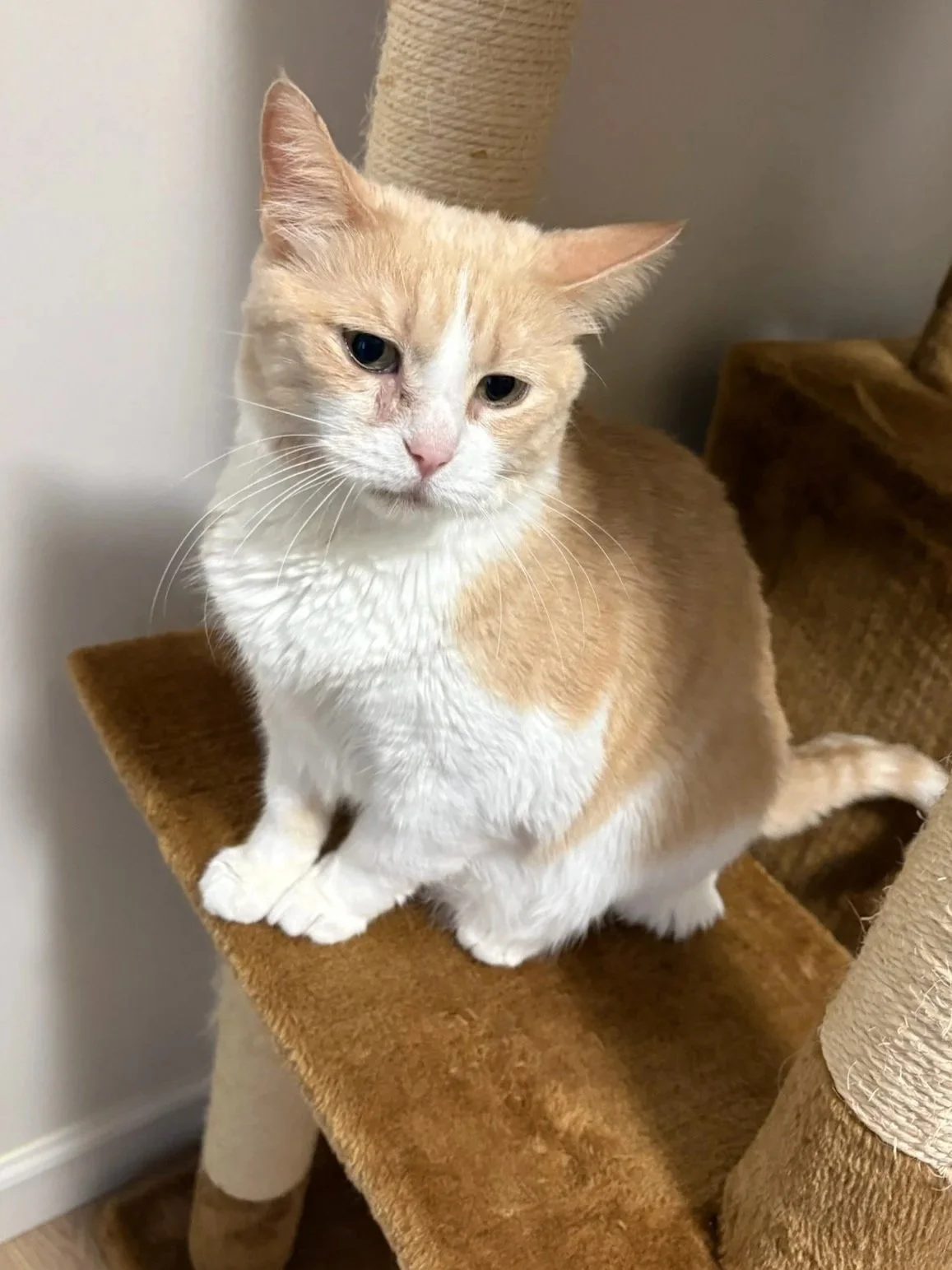 MISS MAPLE